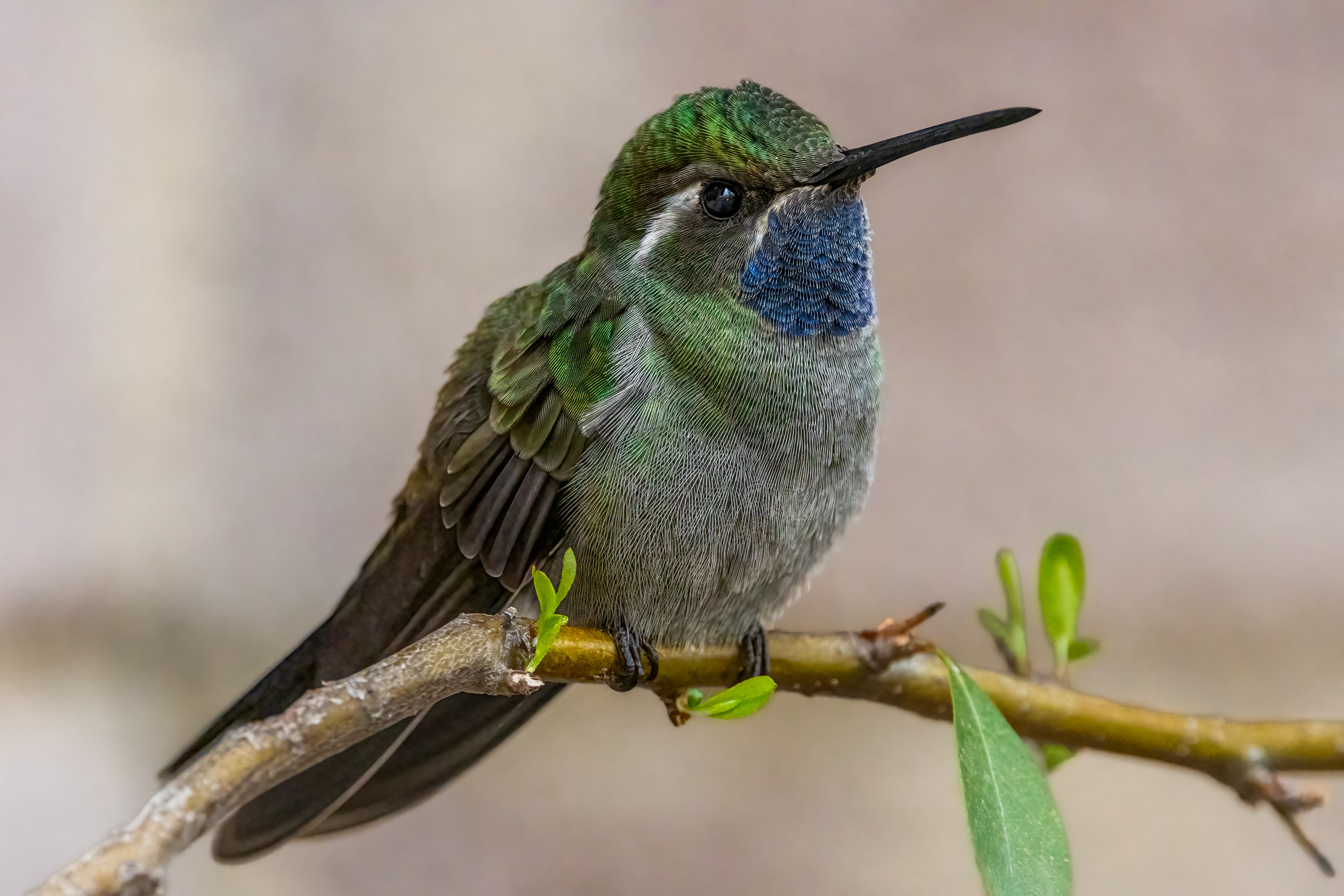 Blue-throated Mountain-gem