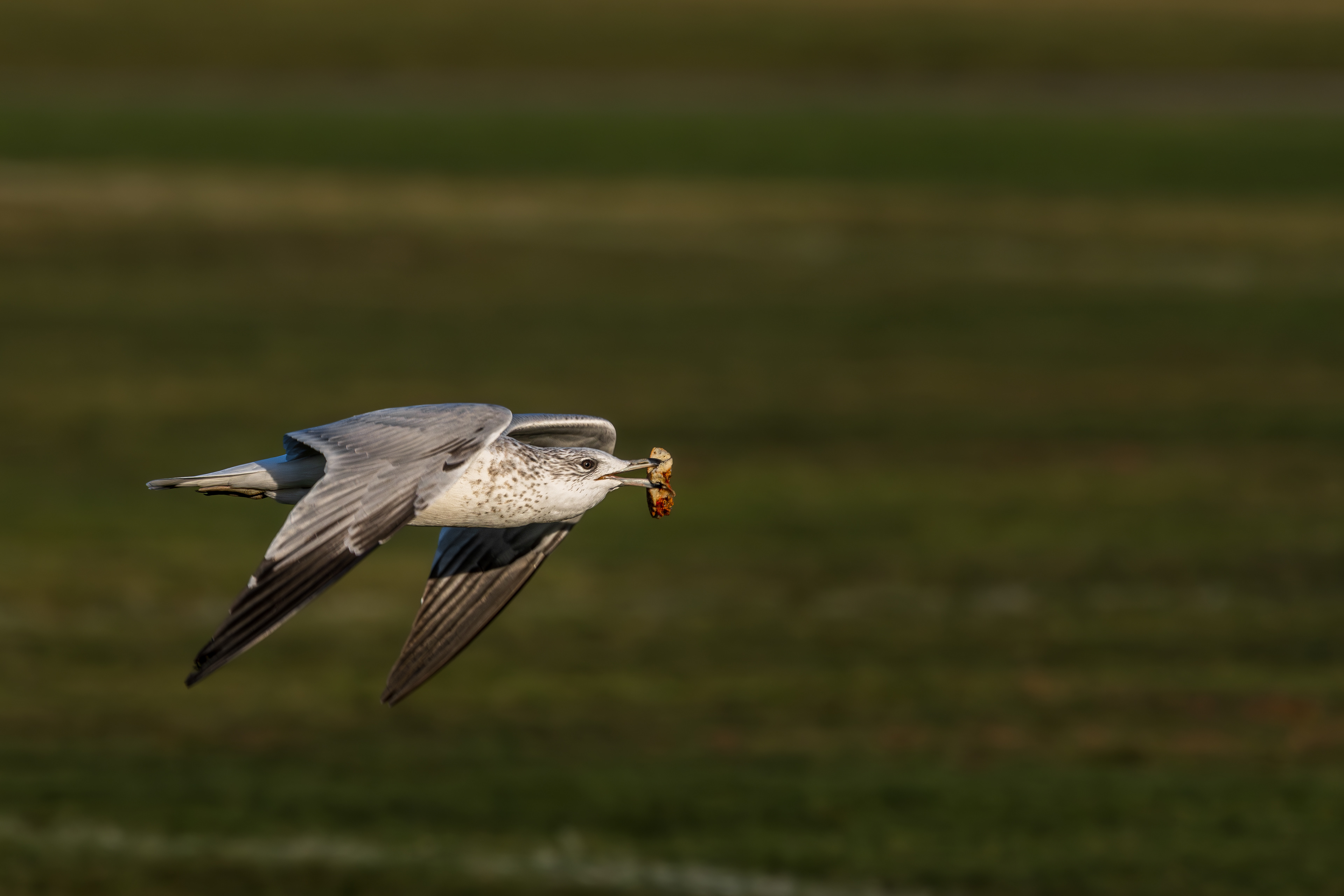A Ring-billed Gull carrying a snack