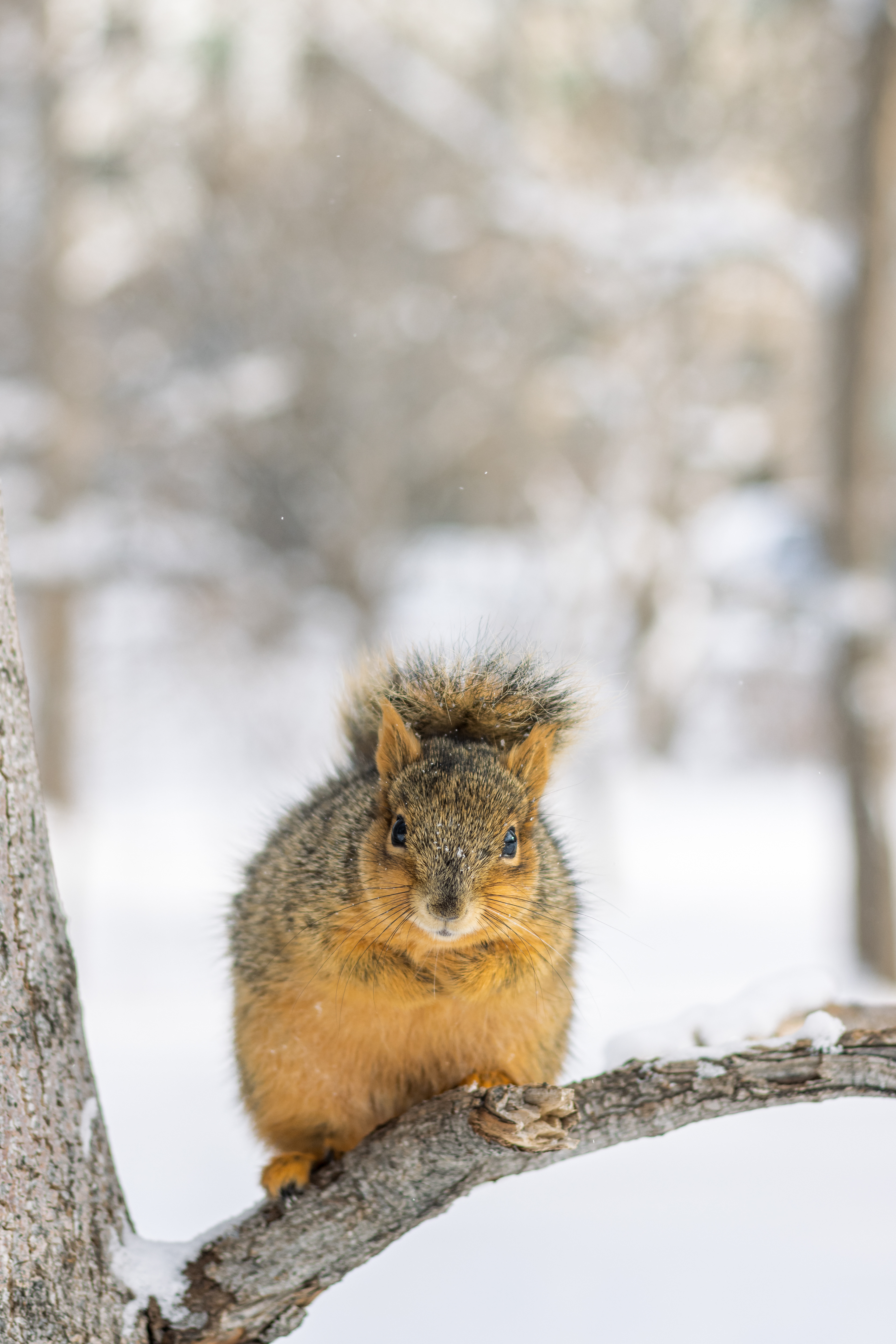 Fox Squirrel