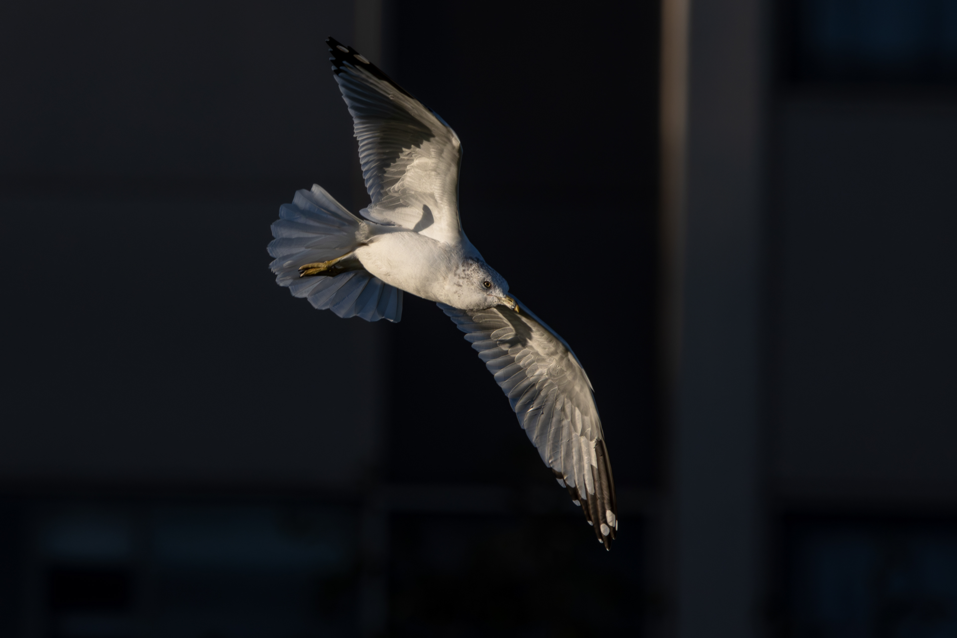 Ring-billed Gull