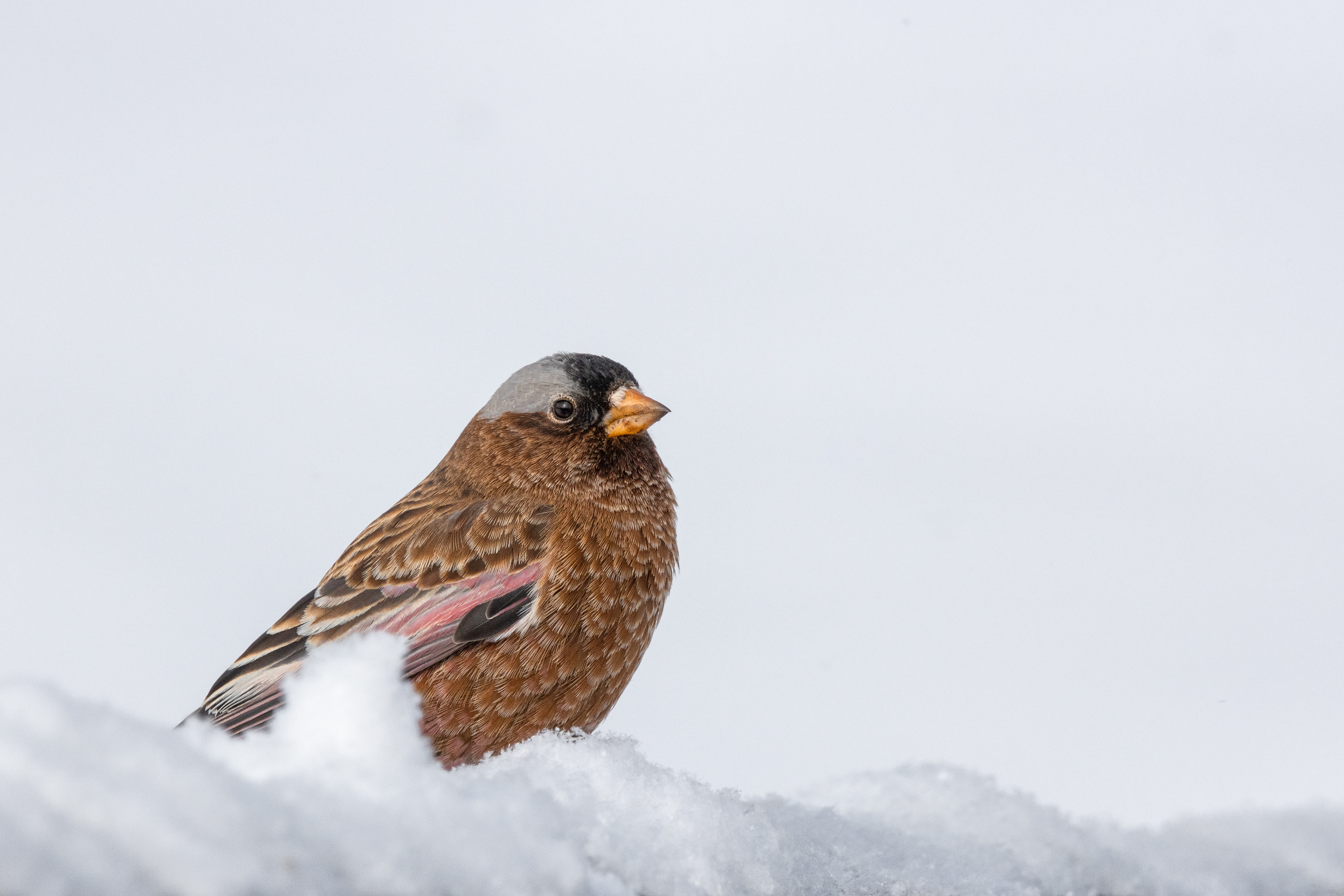 Gray-crowned Rosy-Finch
