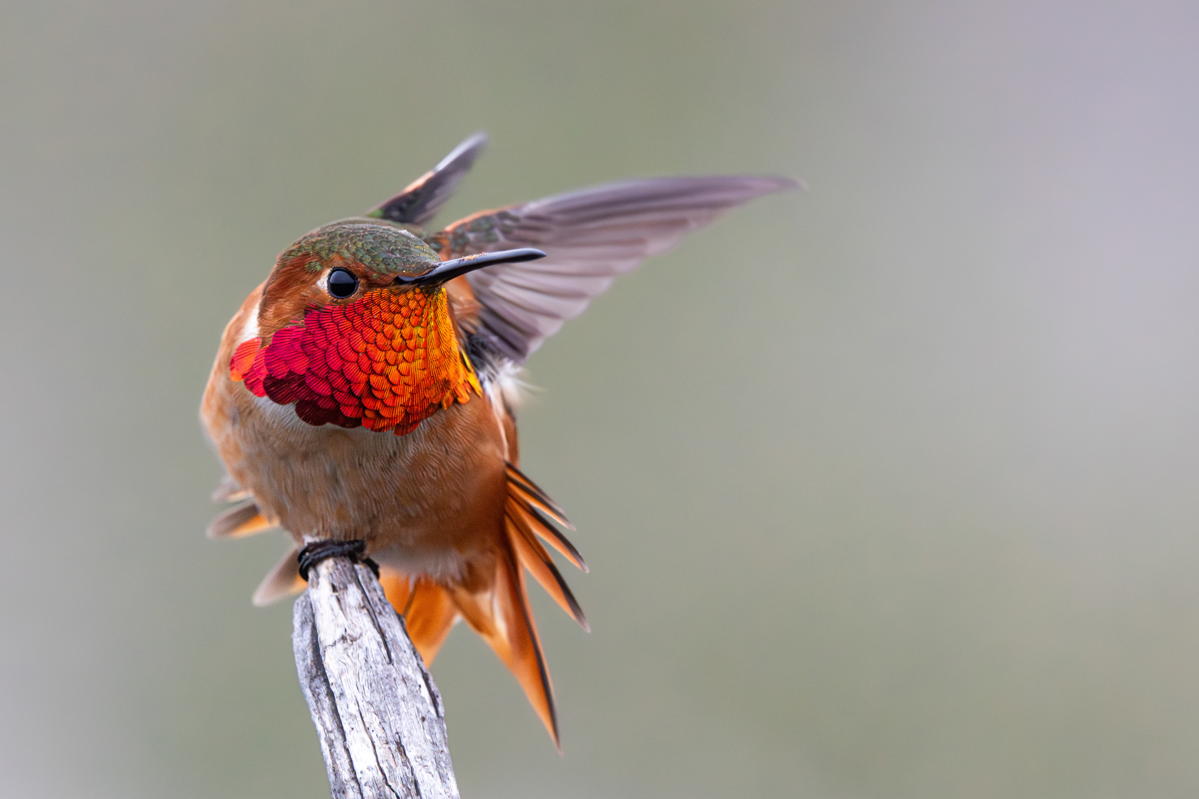 Allen's Hummingbird