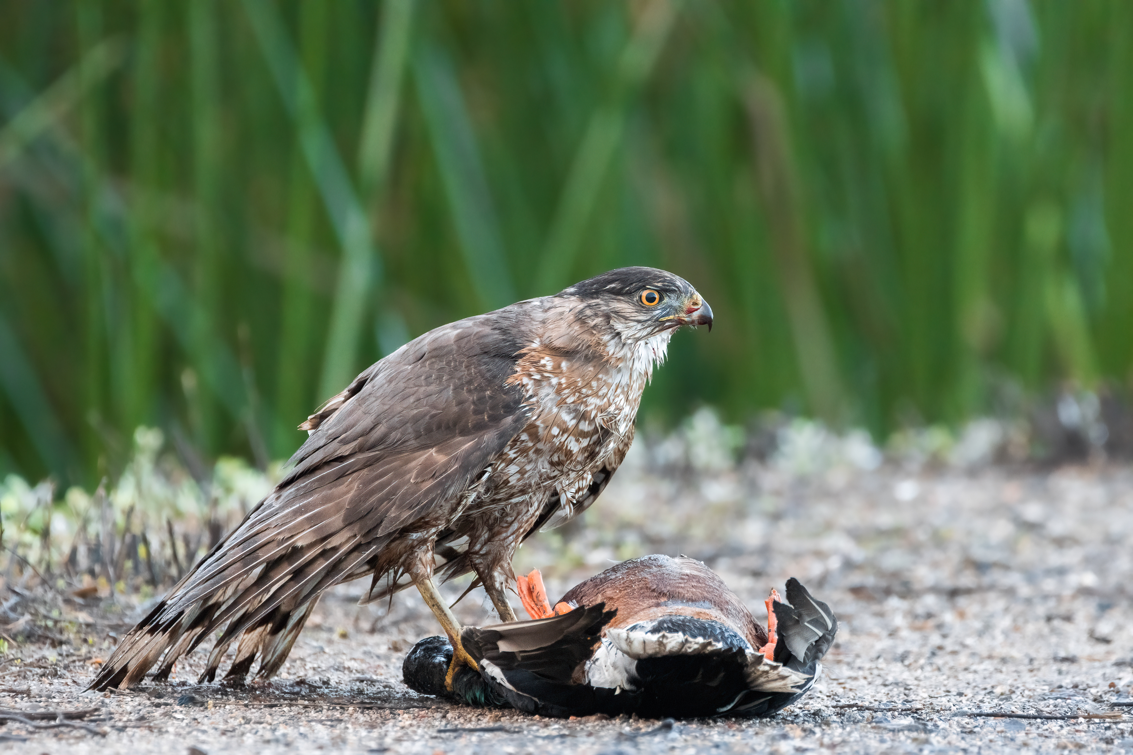 Cooper's Hawk feeding on a Northern Shoveler