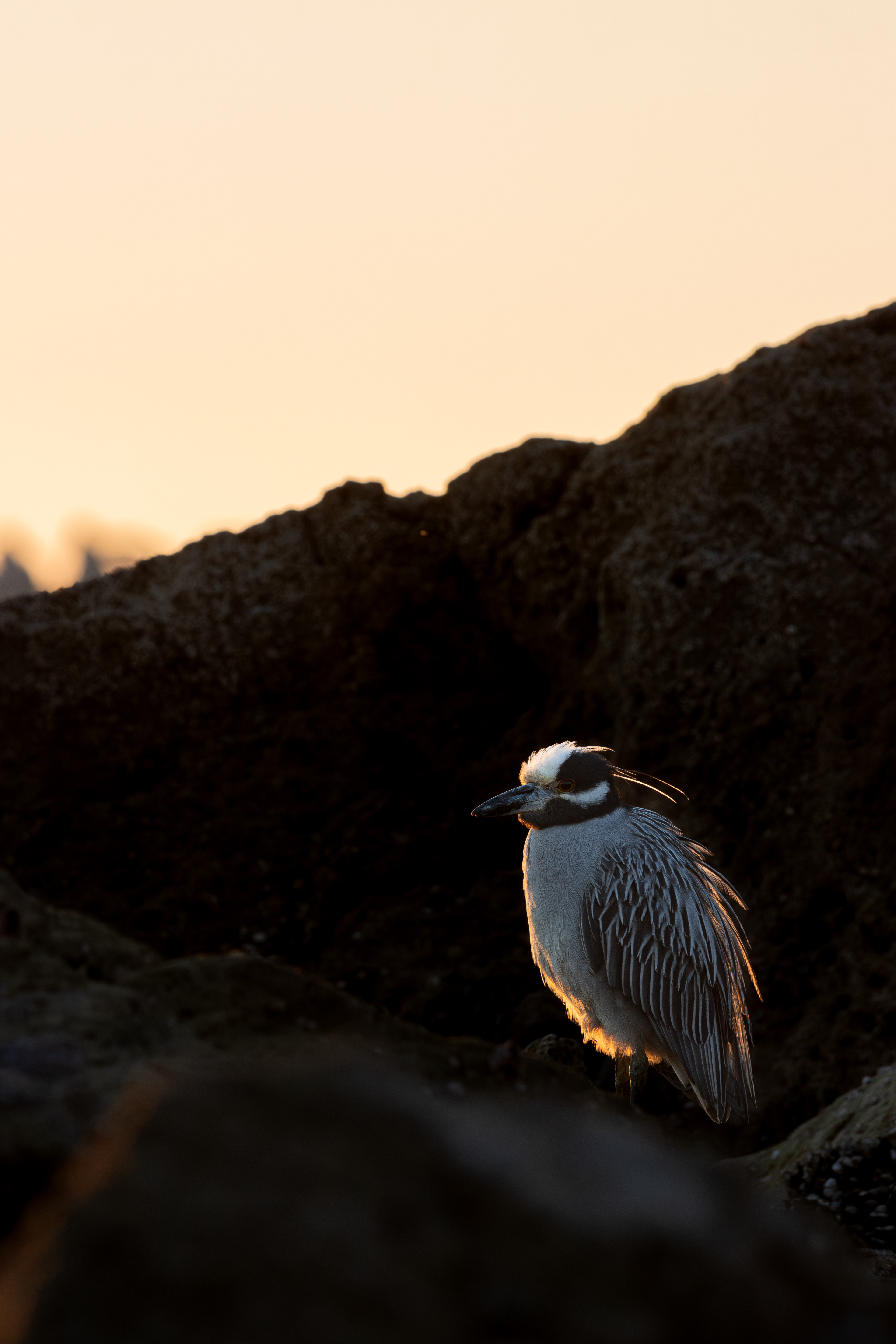 Yellow-crowned Night-Heron