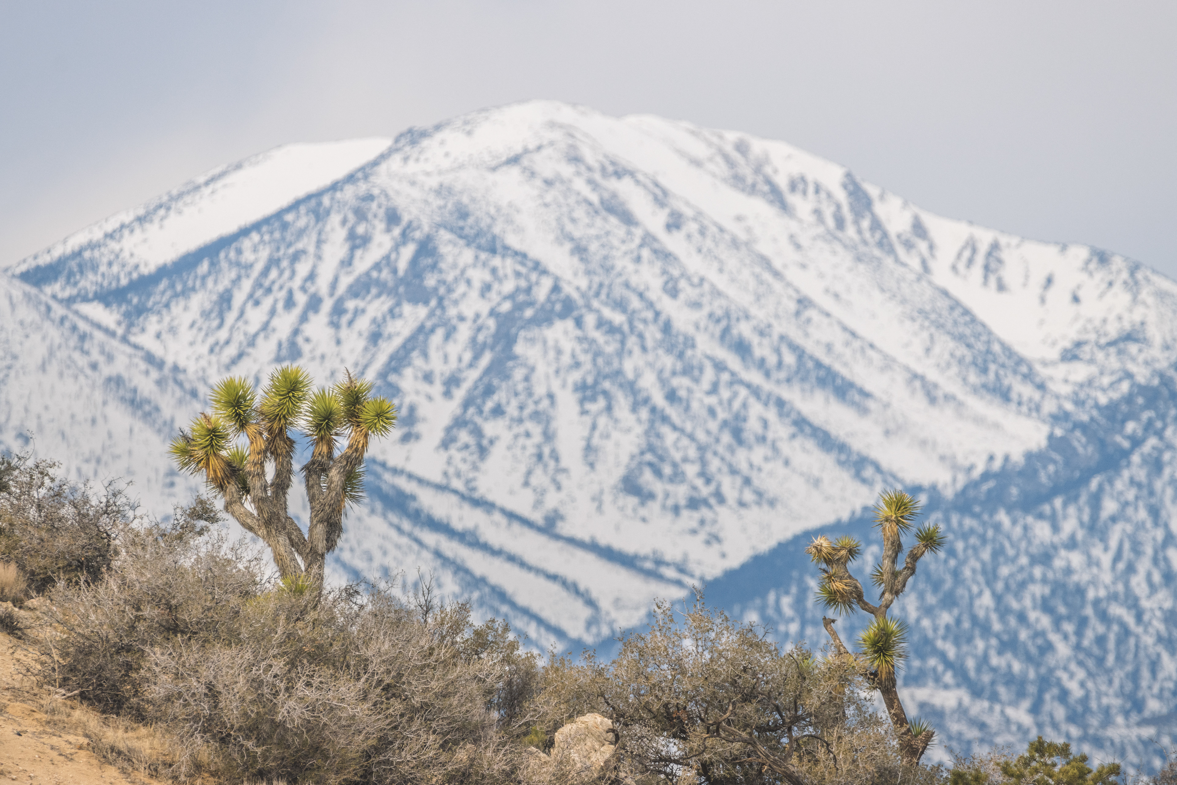 The San Bernardino Mountains from Joshua Tree National Park