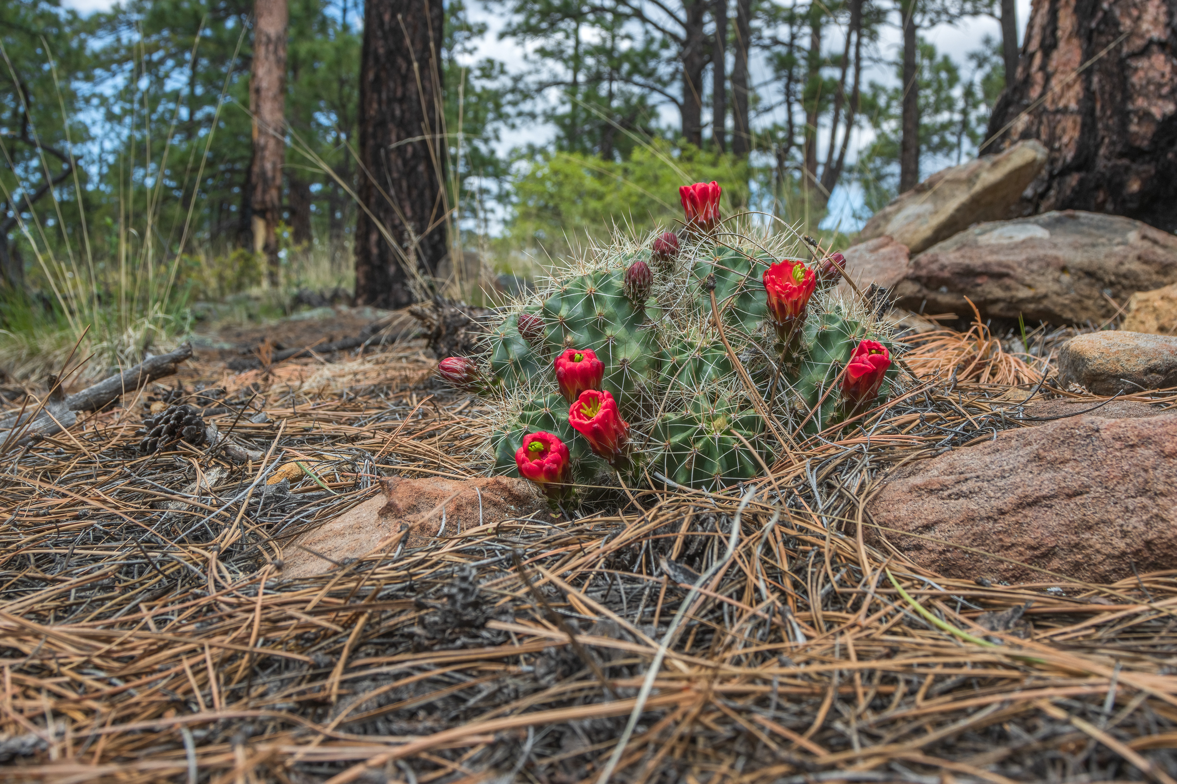 Scarlet Hedgehog Cactus