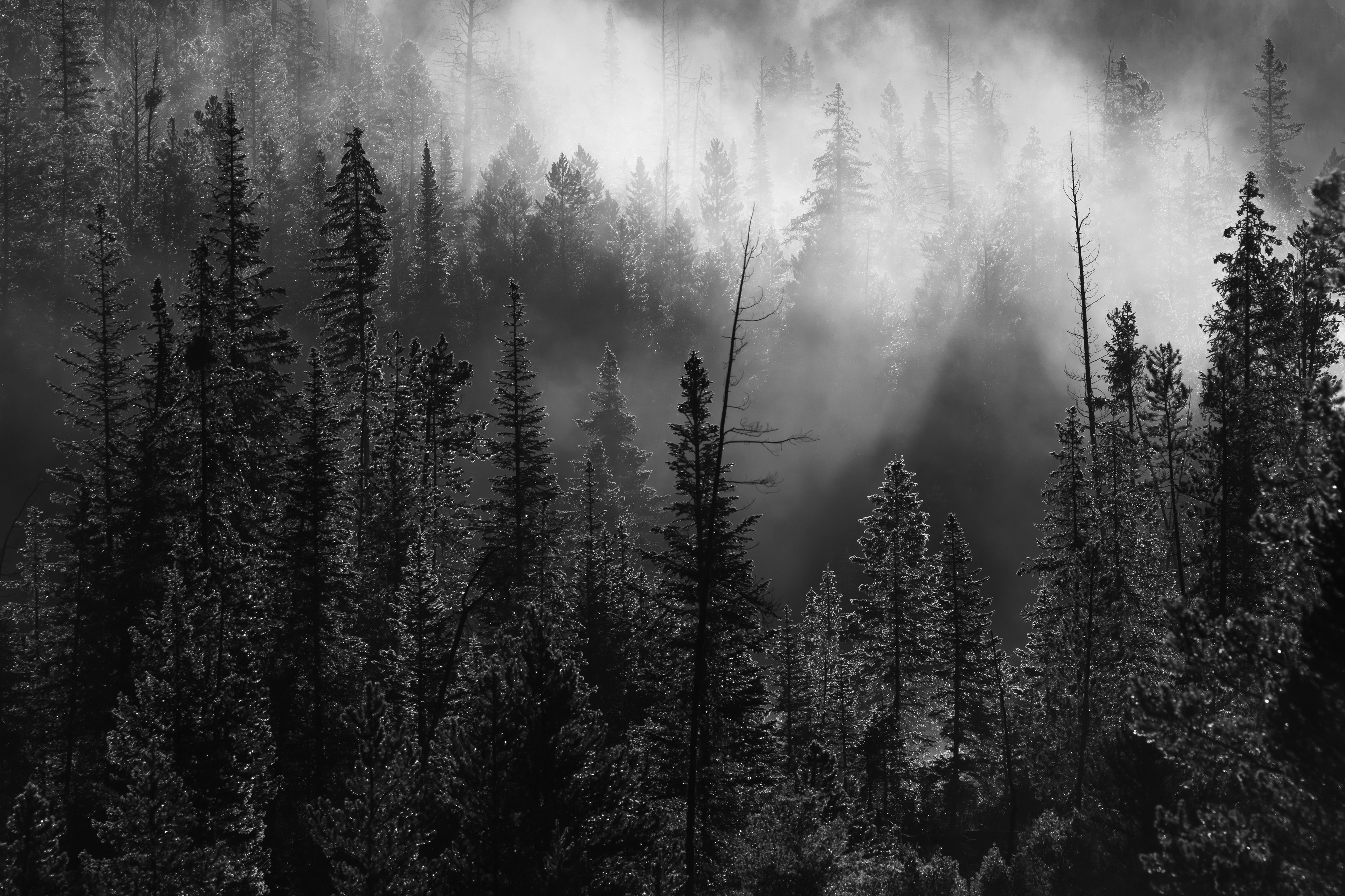 A Misty Morning in the Subalpine