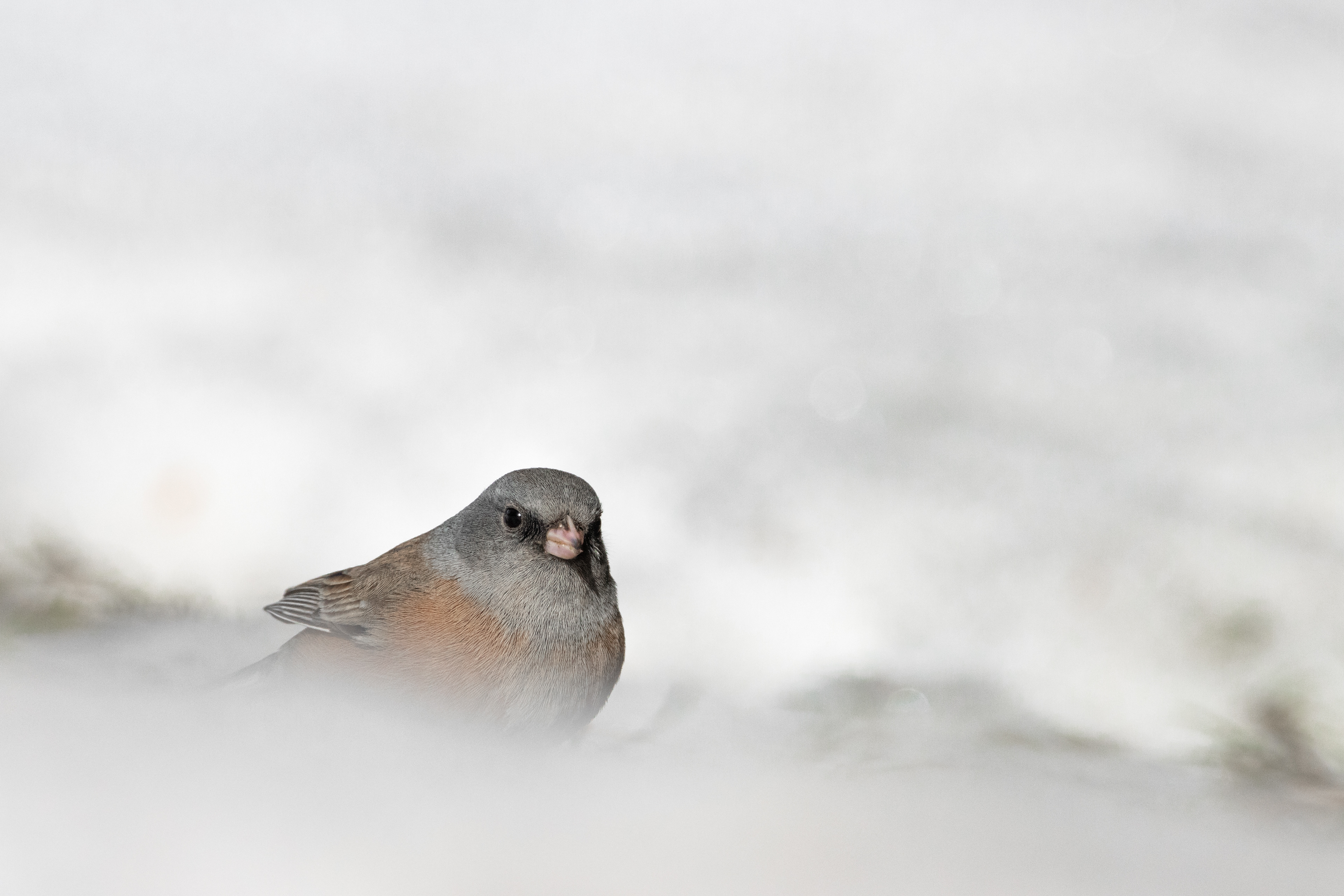 Dark-eyed Junco