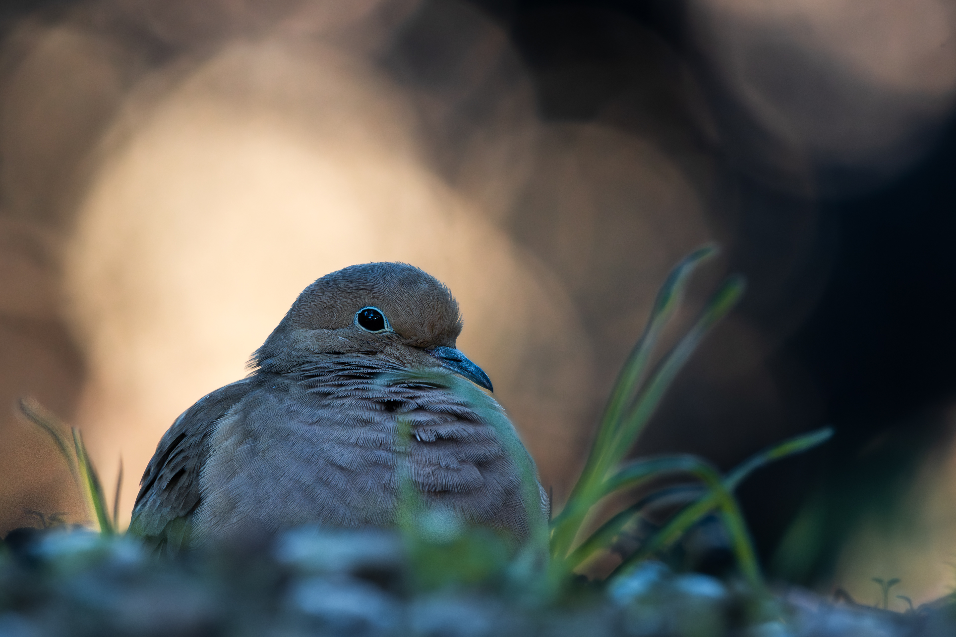 Mourning Dove