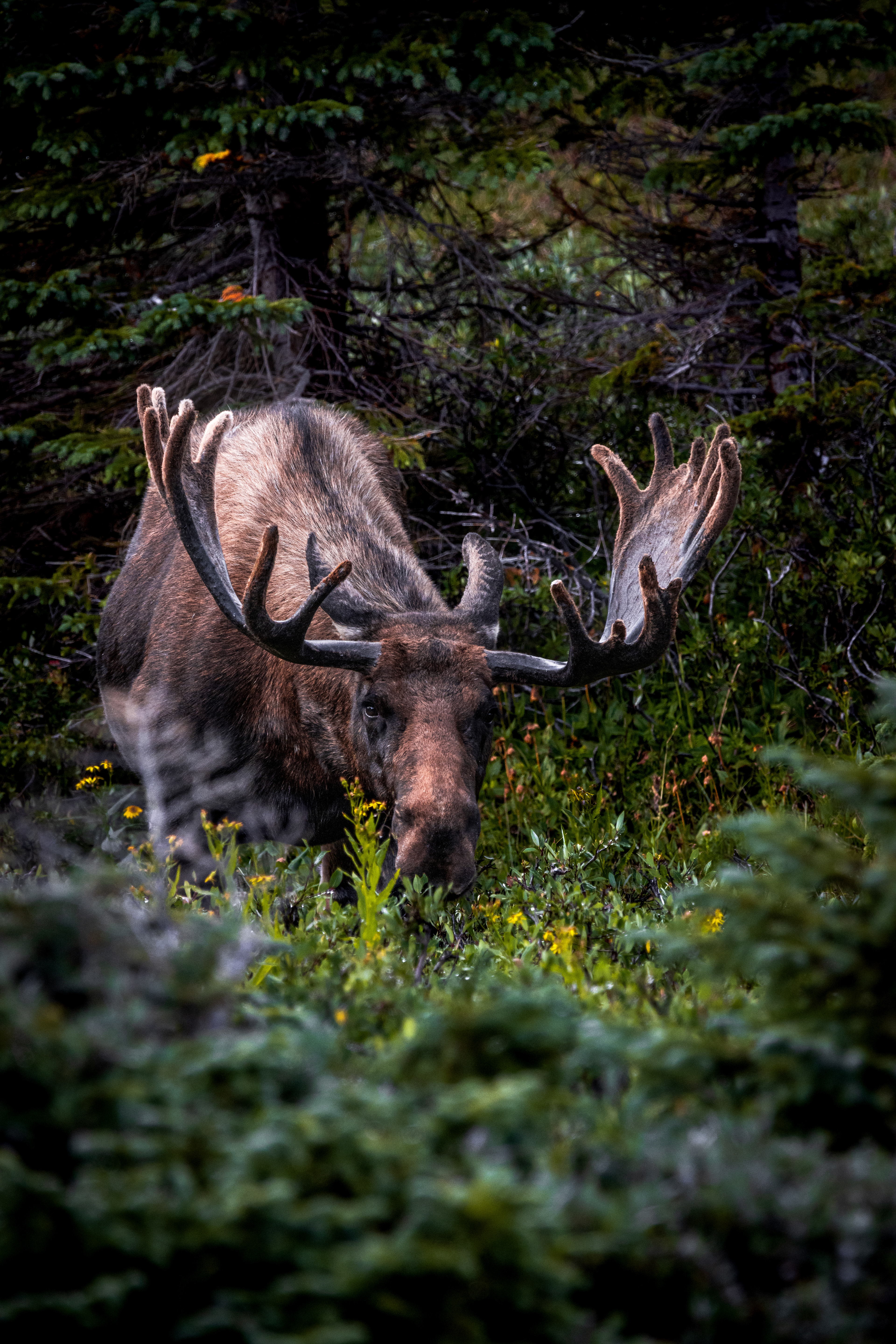 Moose