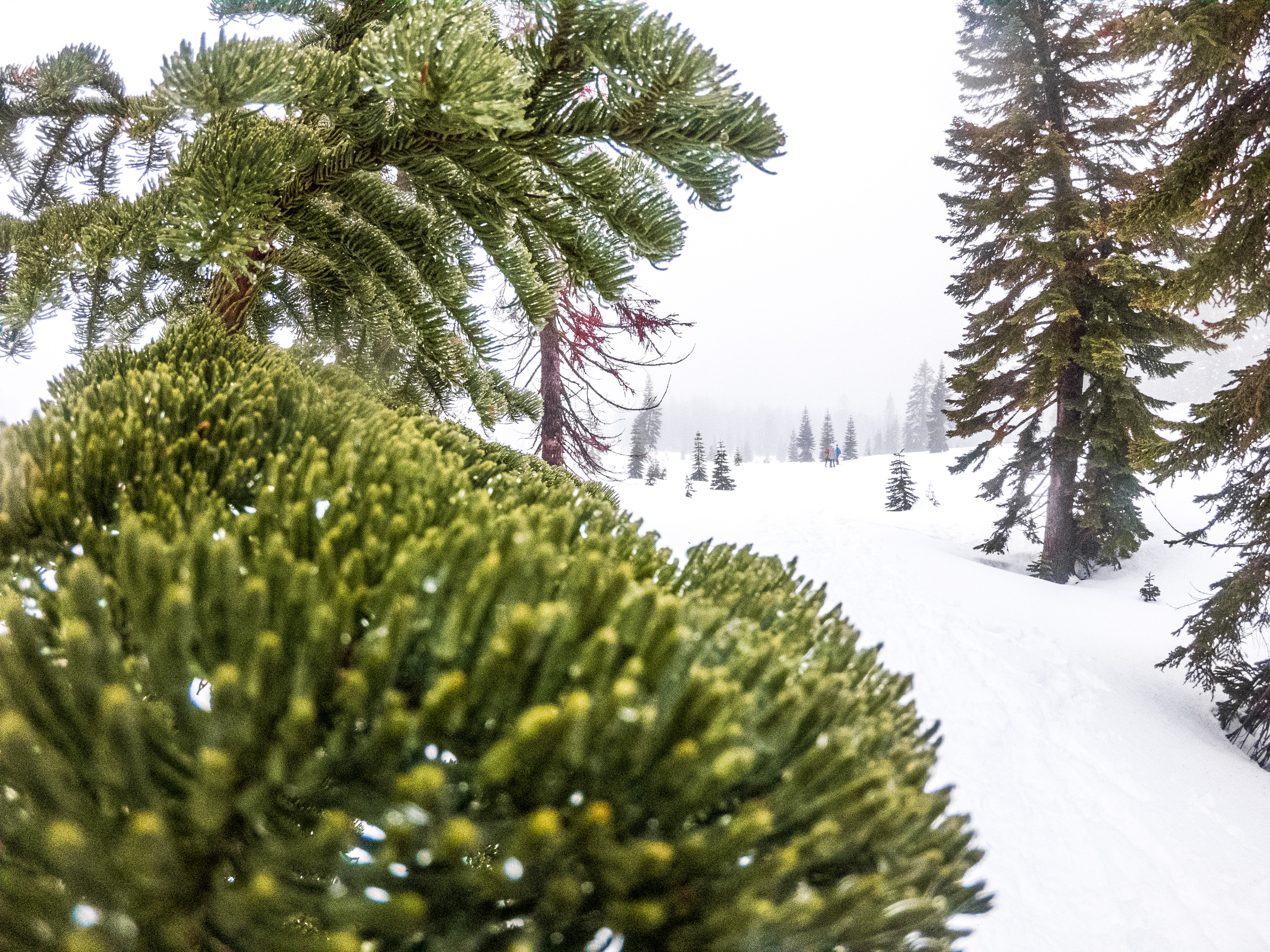 A Shasta Red Fir with a foggy forest in the background