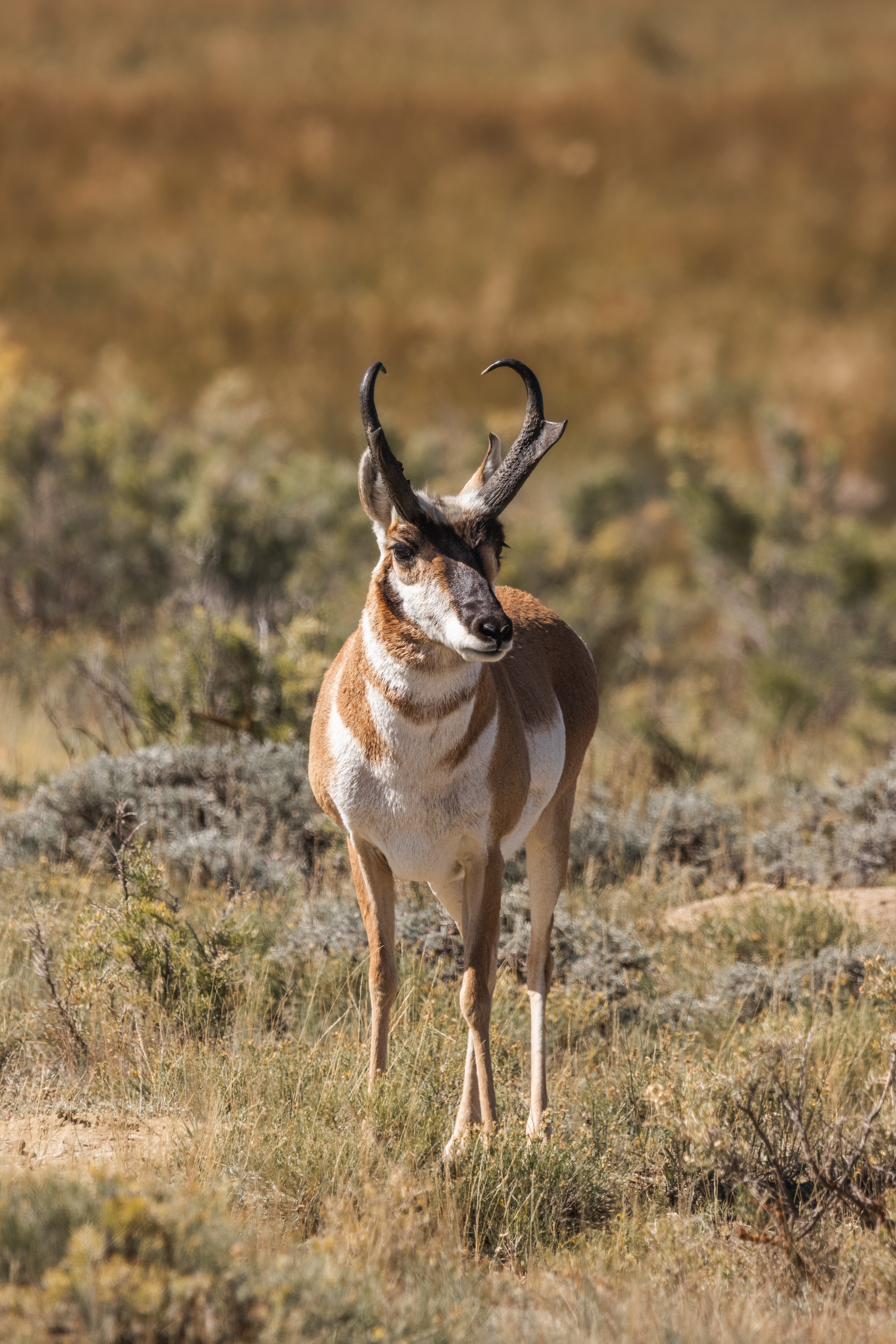Pronghorn