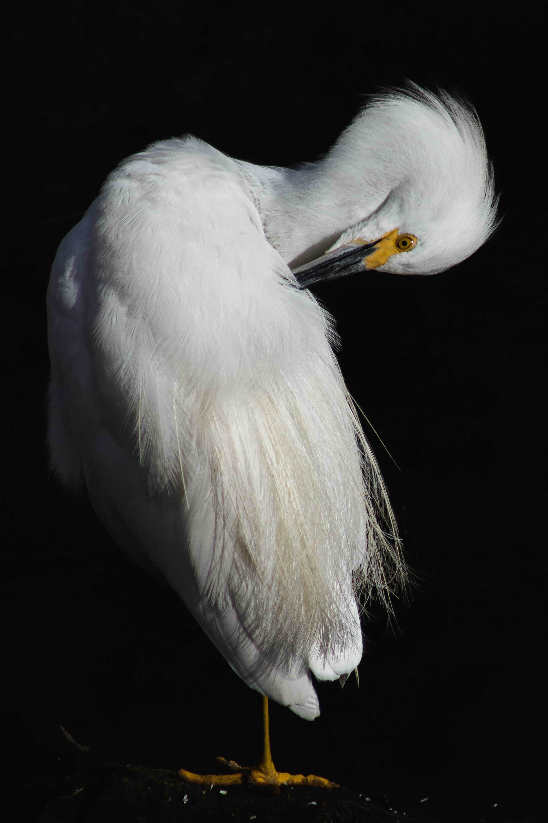 Snowy Egret
