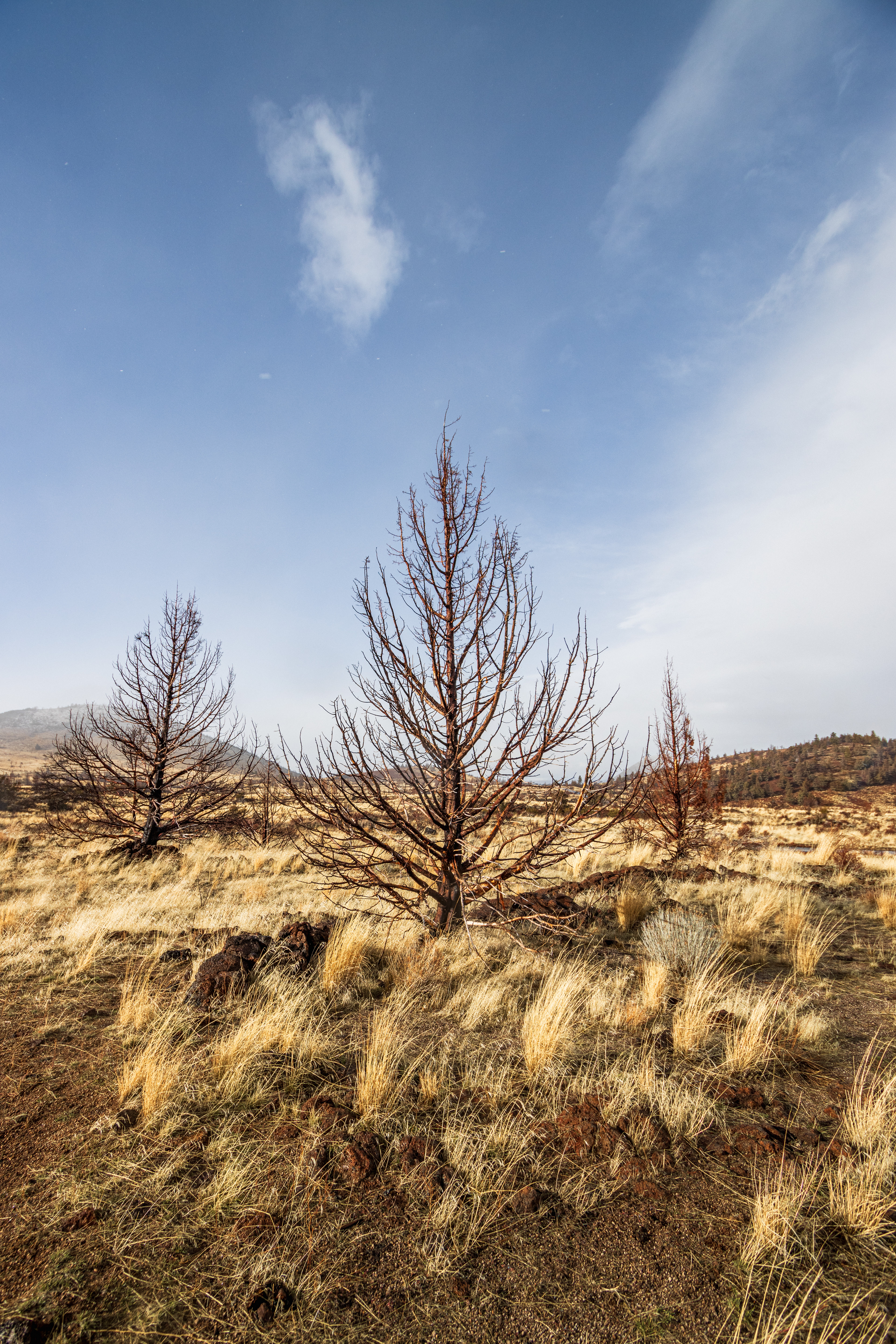 Burnt Western Junipers in the volcanic landscape of Lava Beds