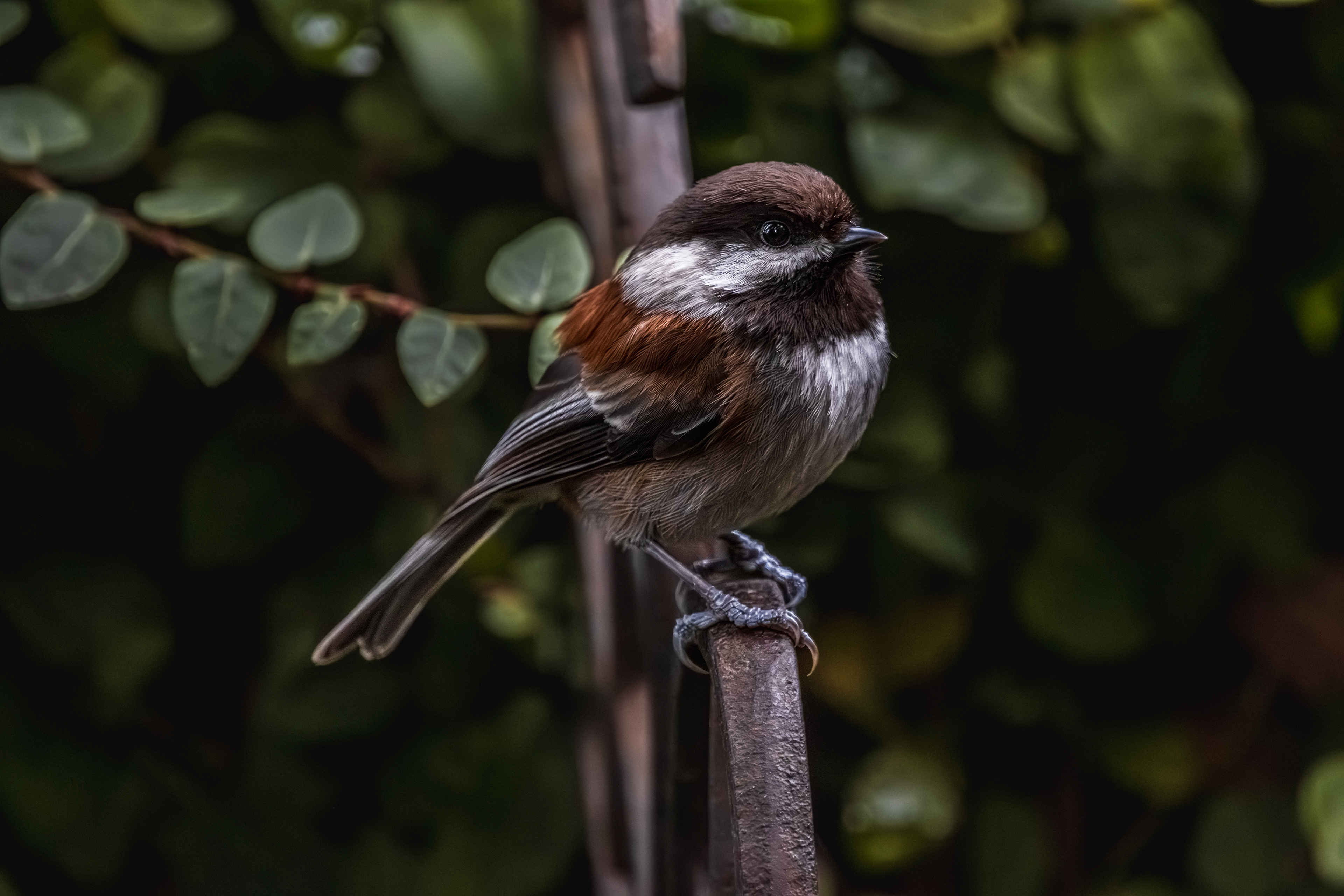 Chestnut-backed Chickadee