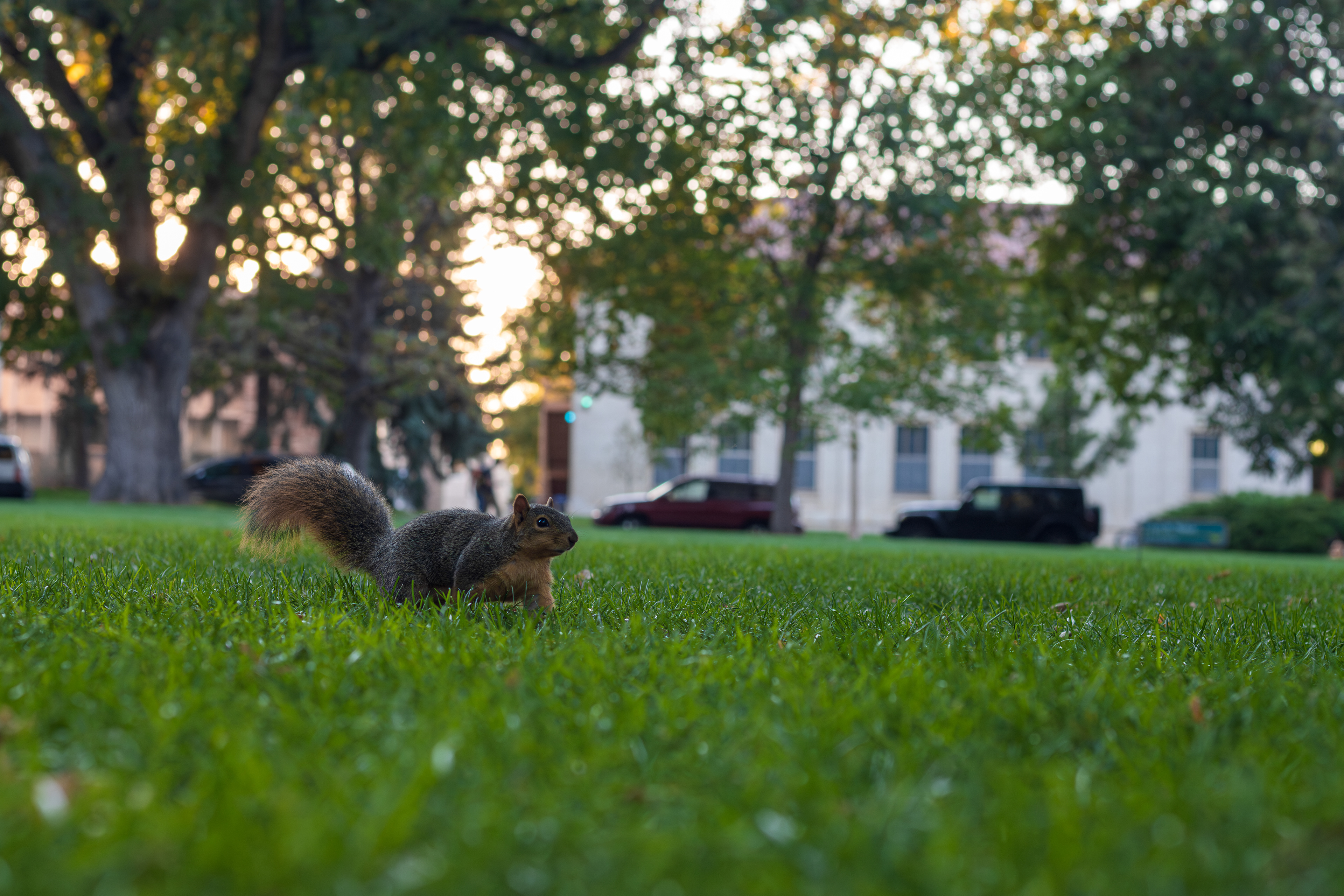 Eastern Fox Squirrel on the Oval