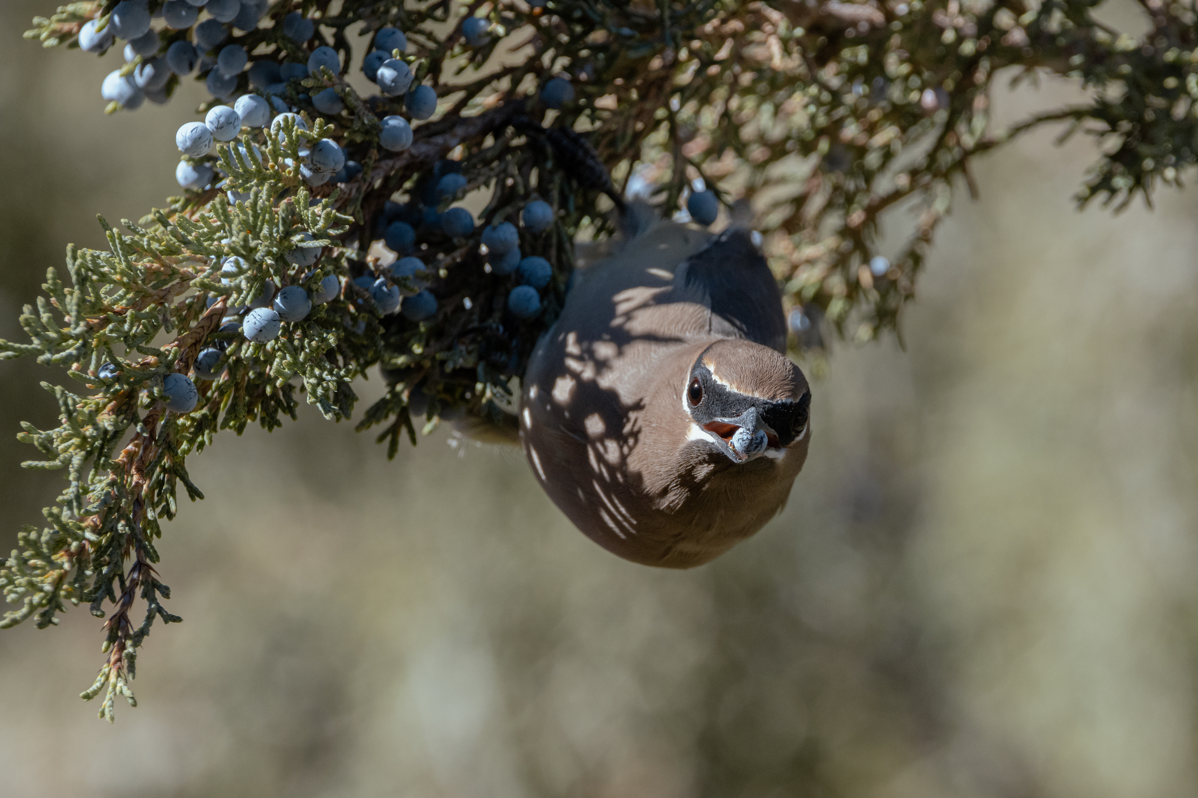Cedar Waxwing