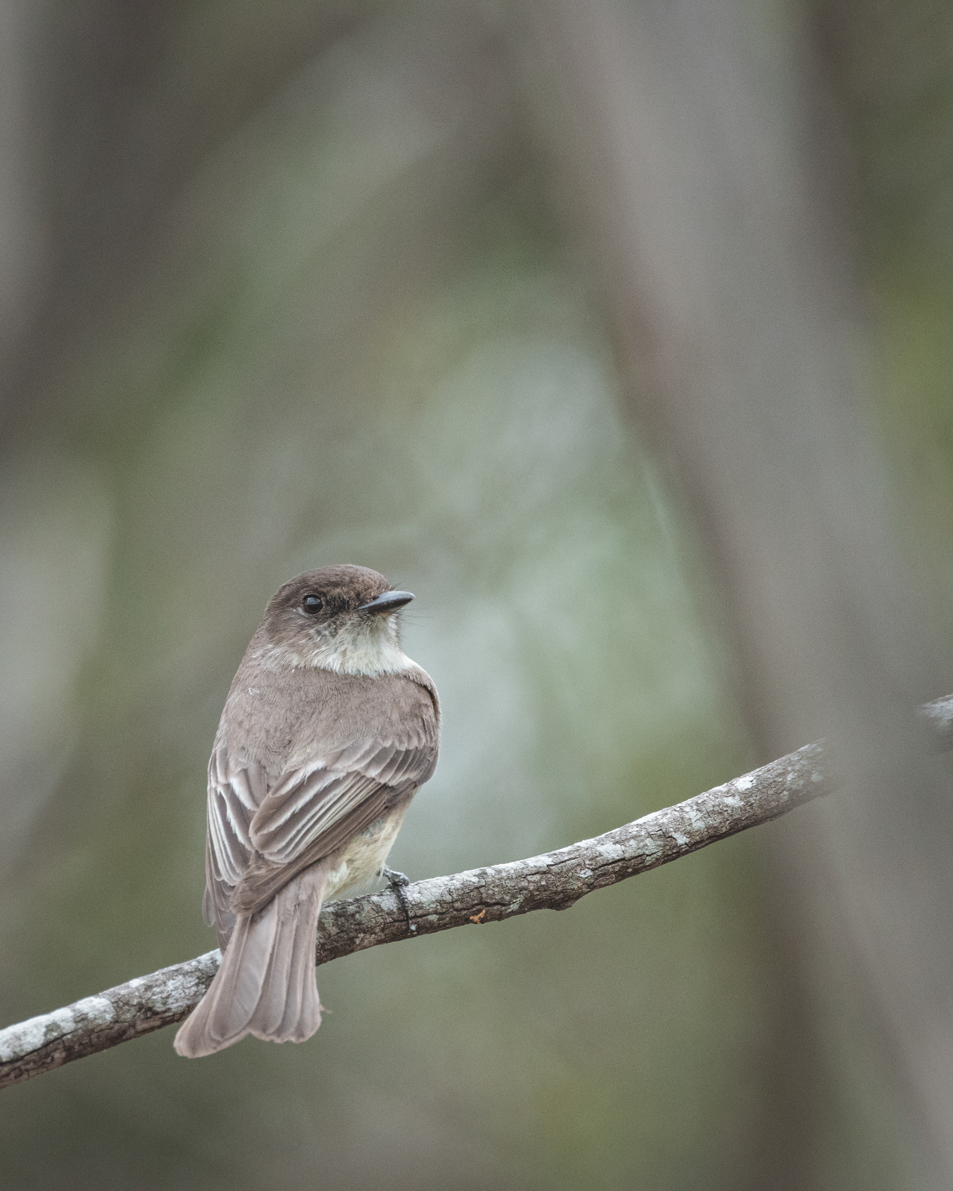 Eastern Phoebe