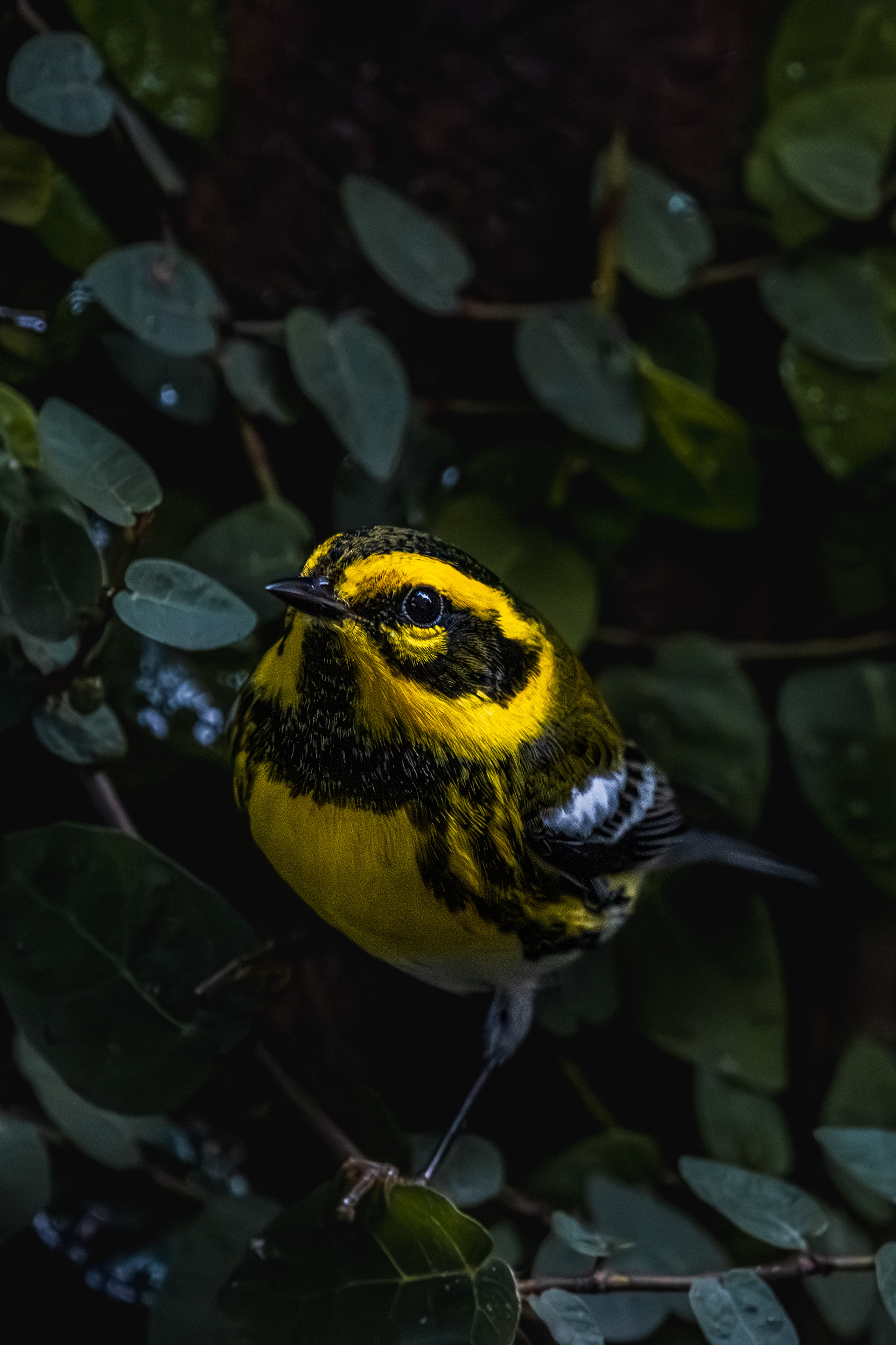 Townsend's Warbler