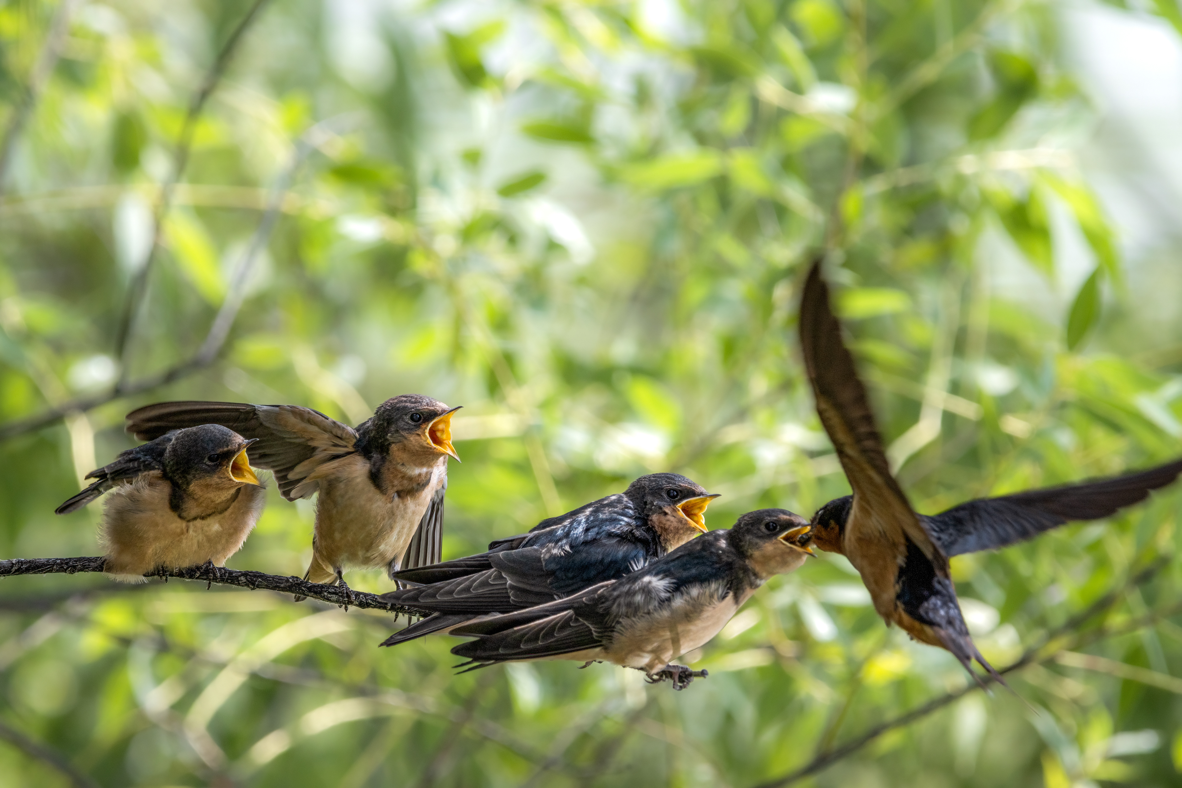 Barn Swallows being fed