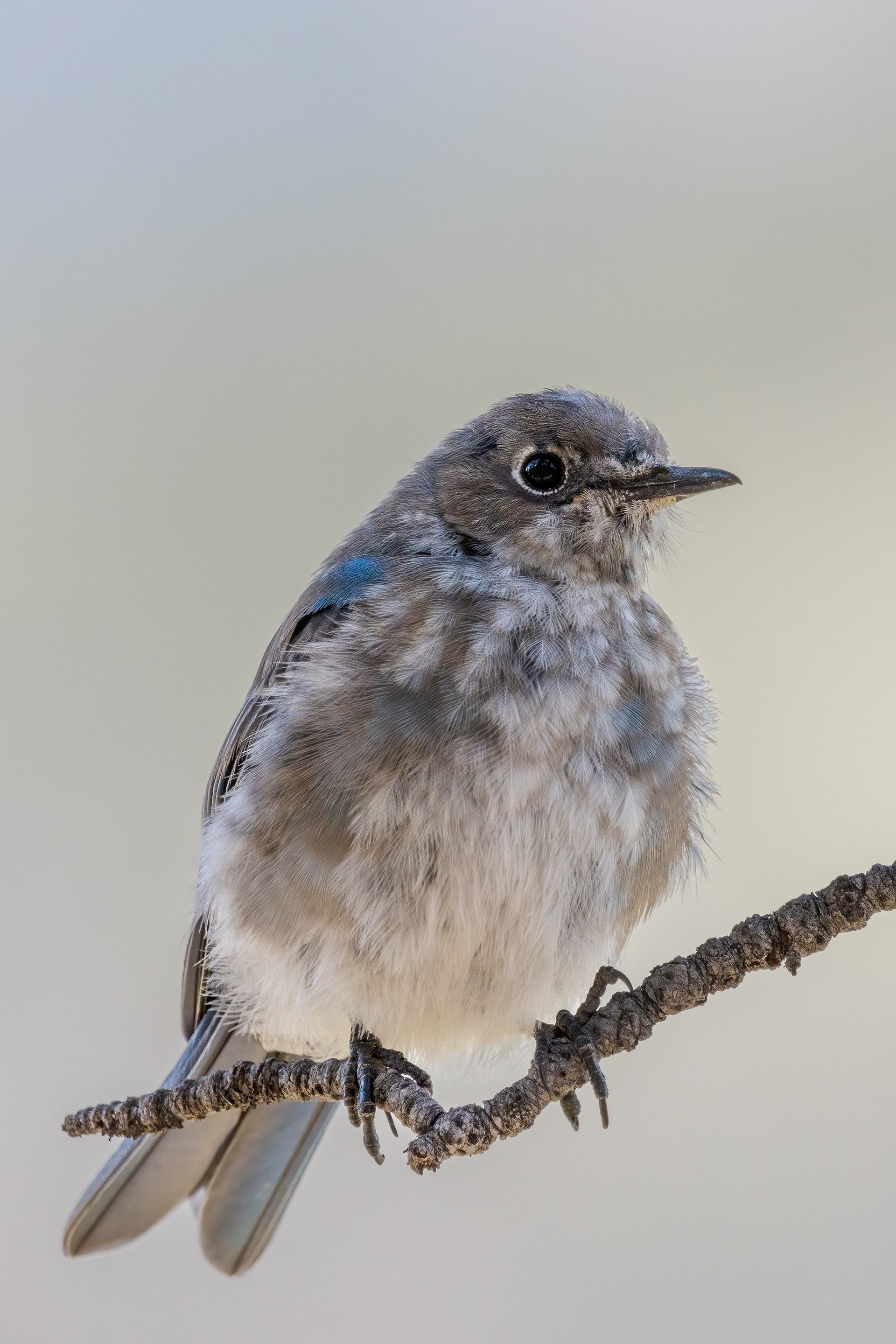 Mountain Bluebird