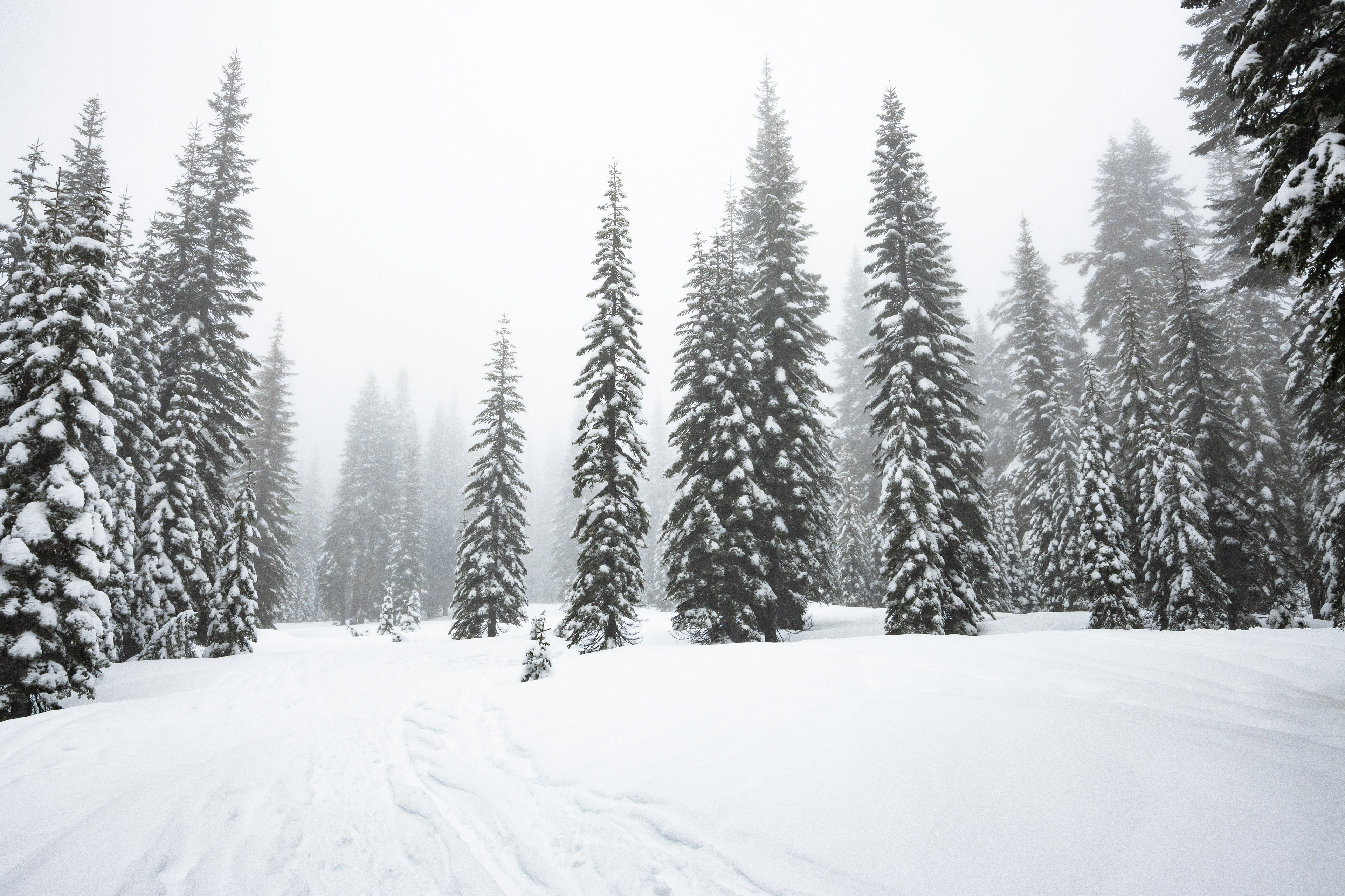 A snowy, foggy forest