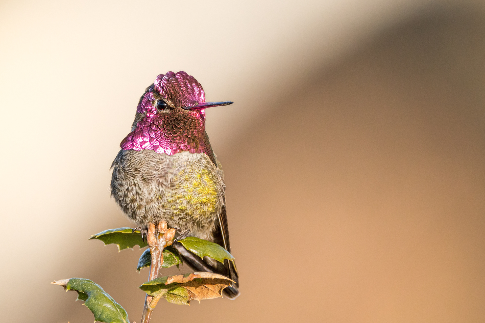 Anna's Hummingbird