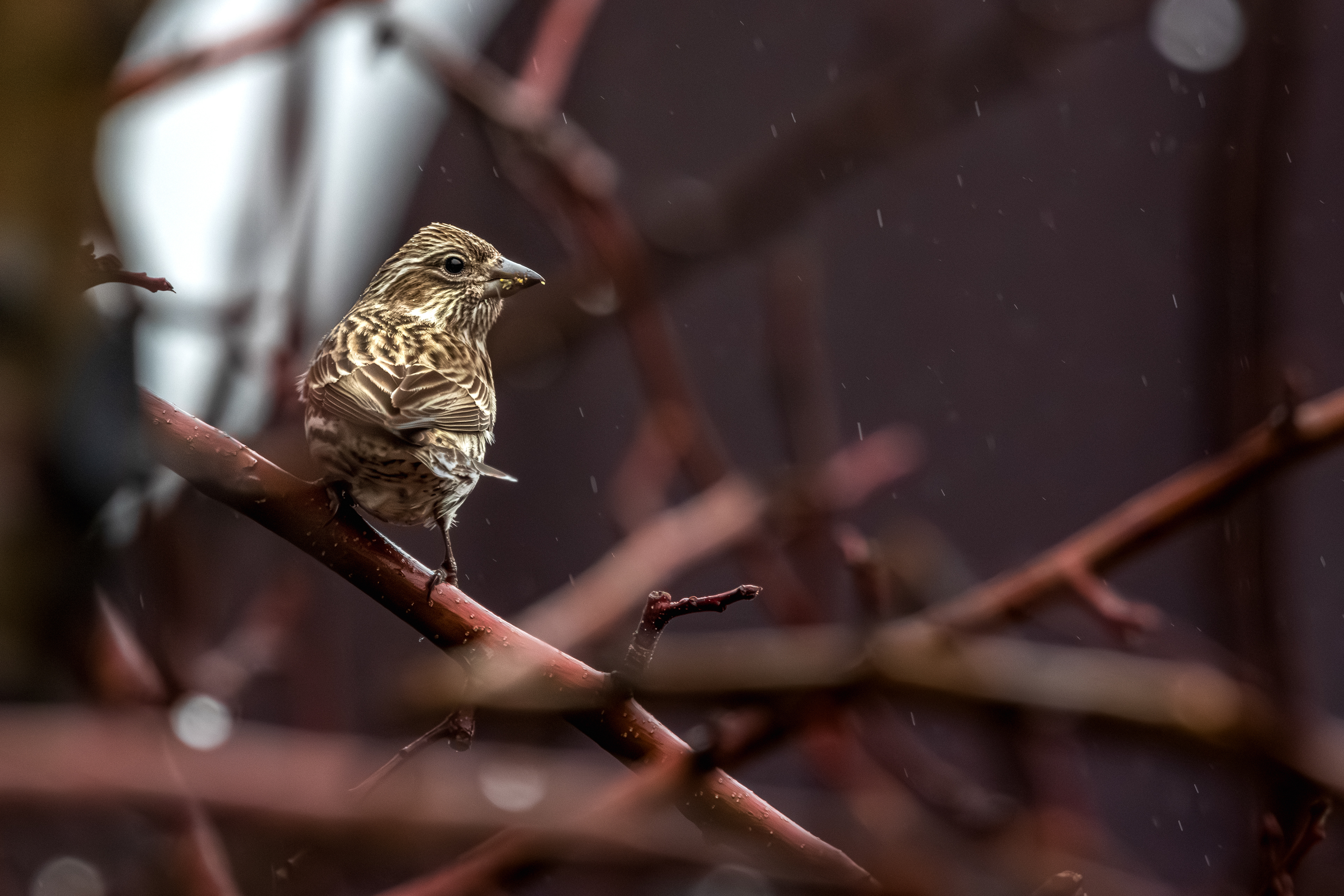 A Cassin's Finch in the rain