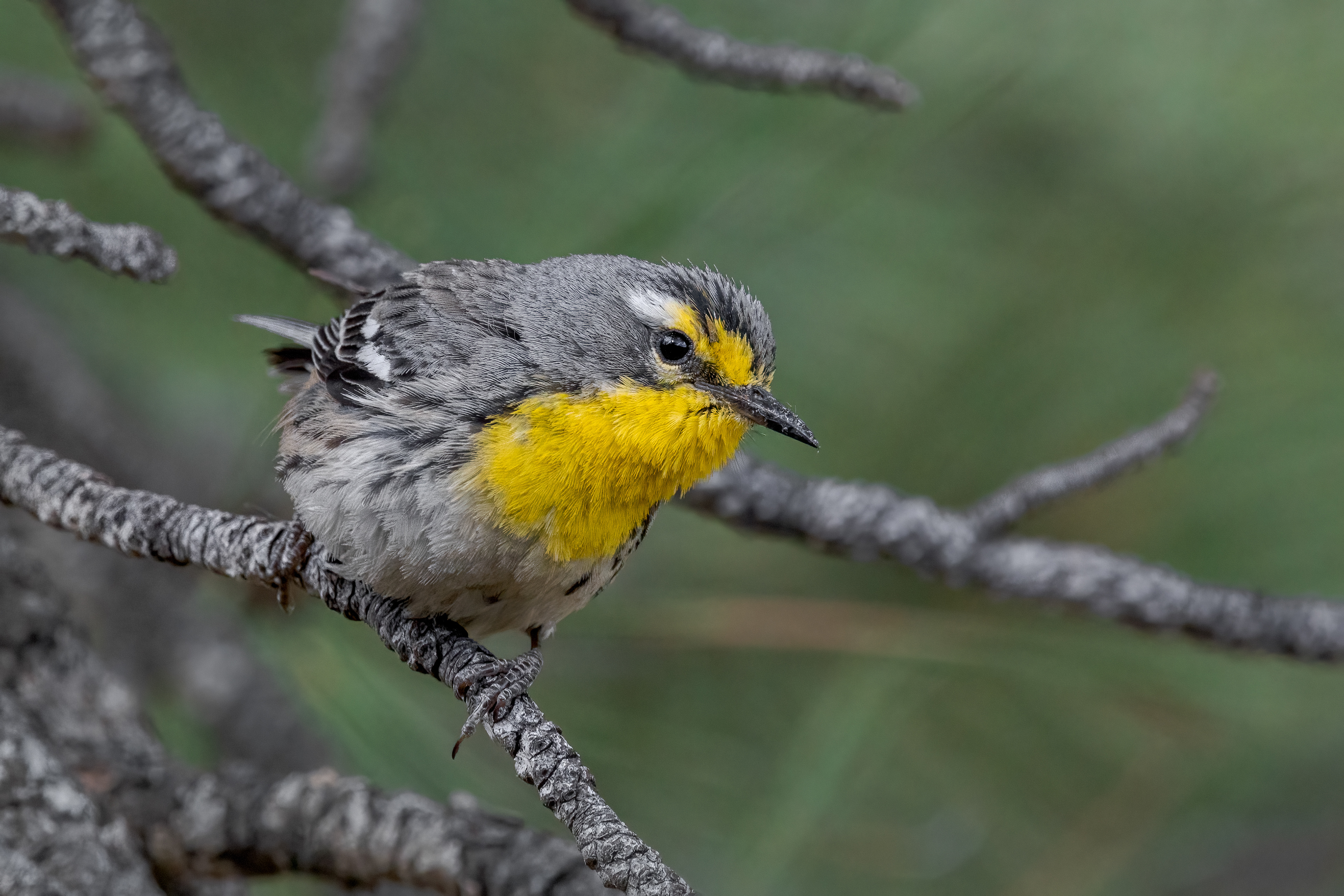 Grace's Warbler