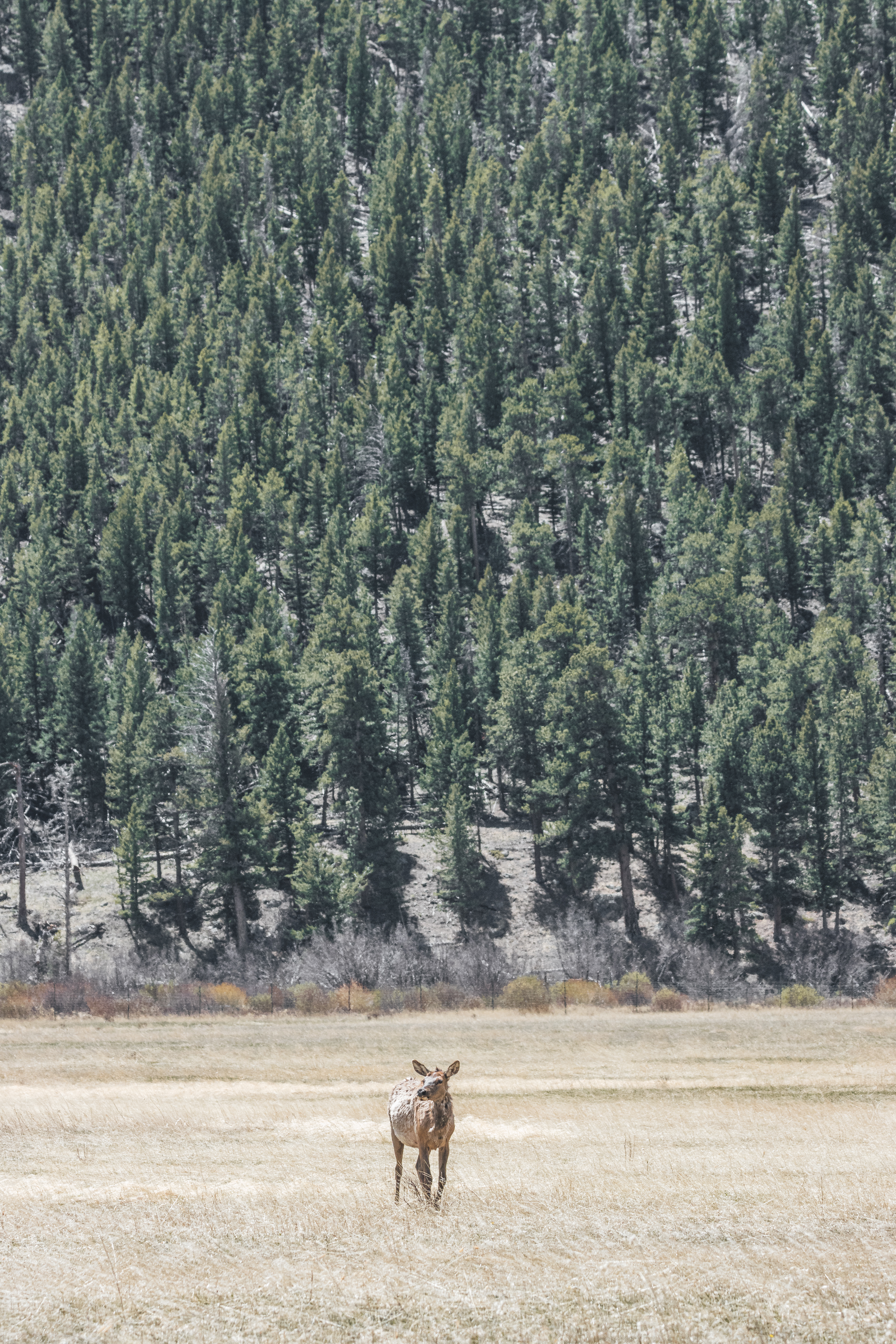 Elk