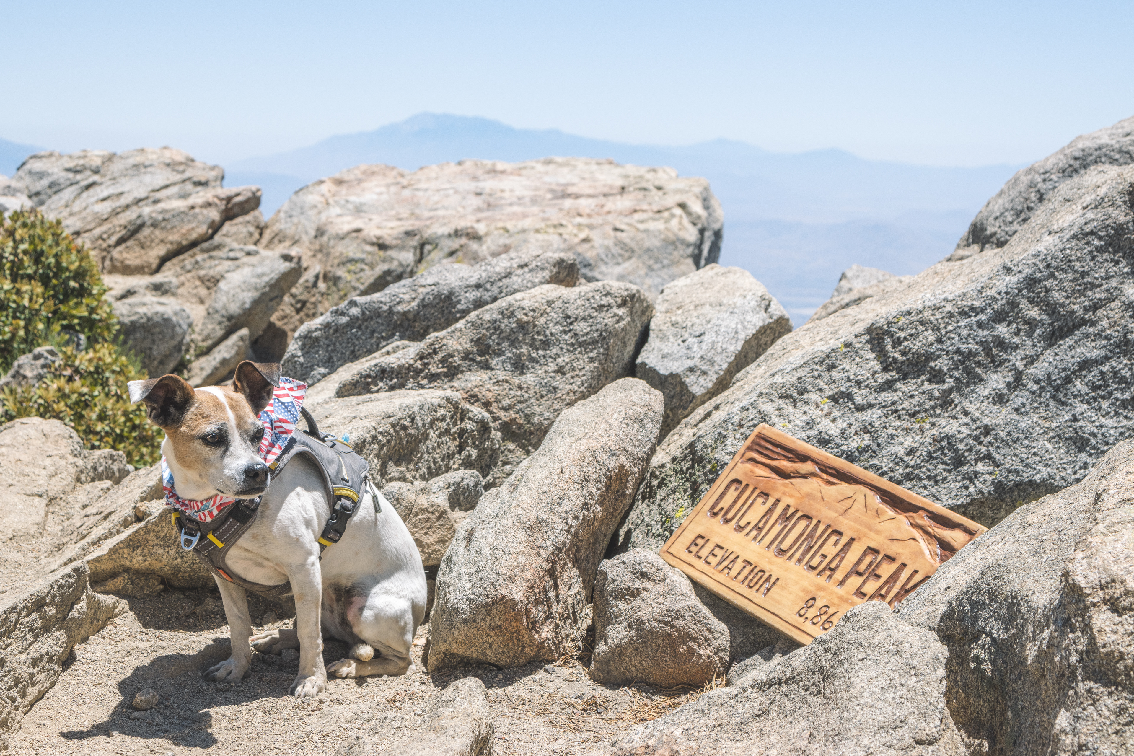 A Dog atop Cucamonga Peak