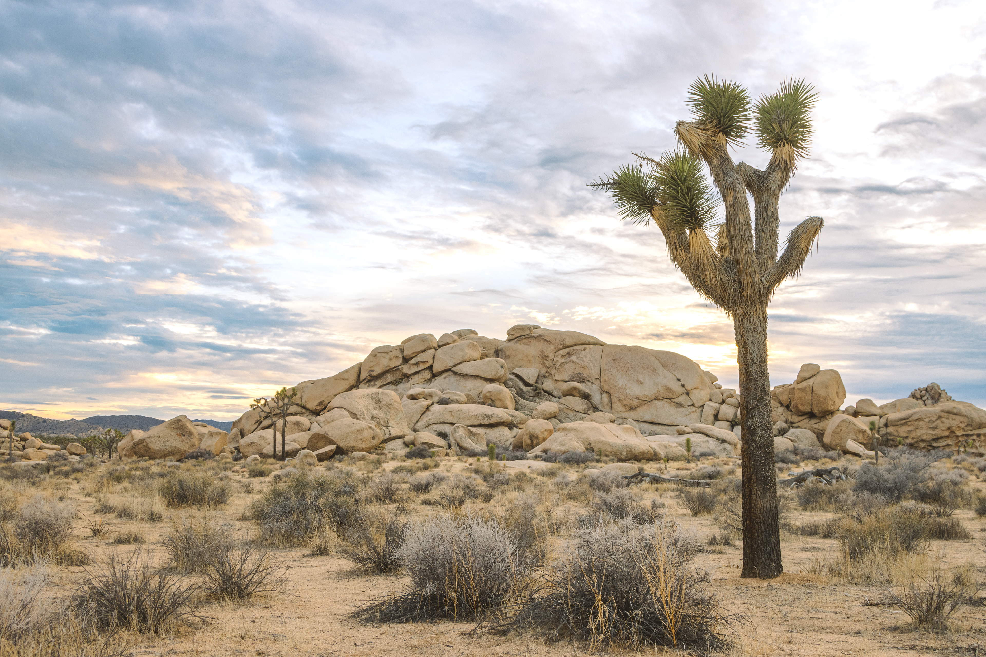 Sunset in Joshua Tree National Park
