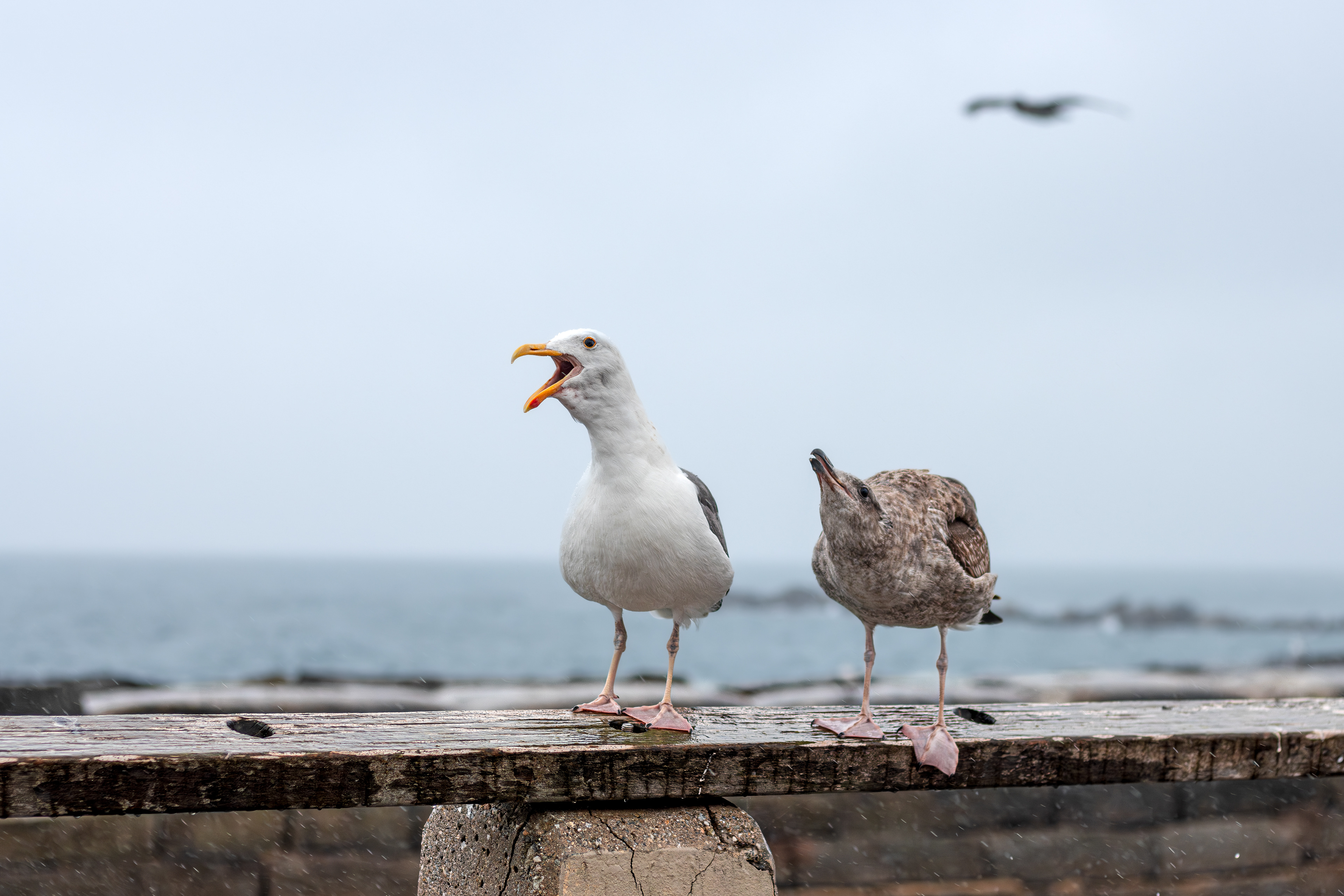 Western Gull
