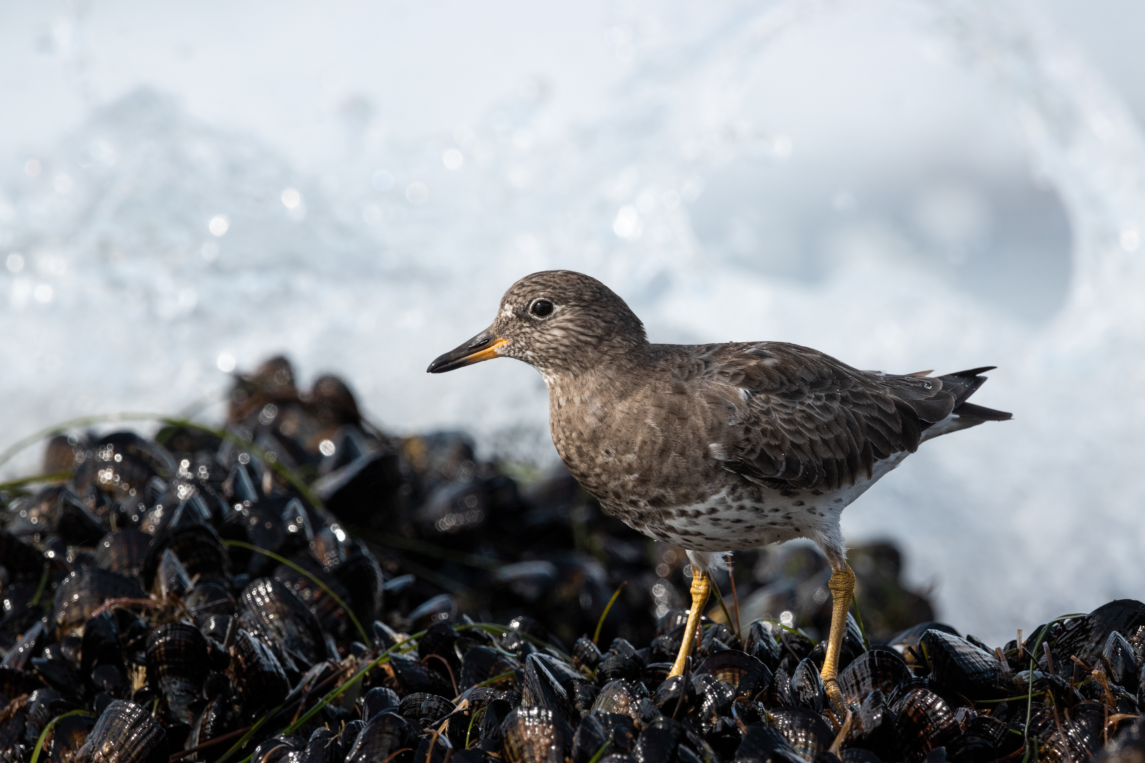 Surfbird
