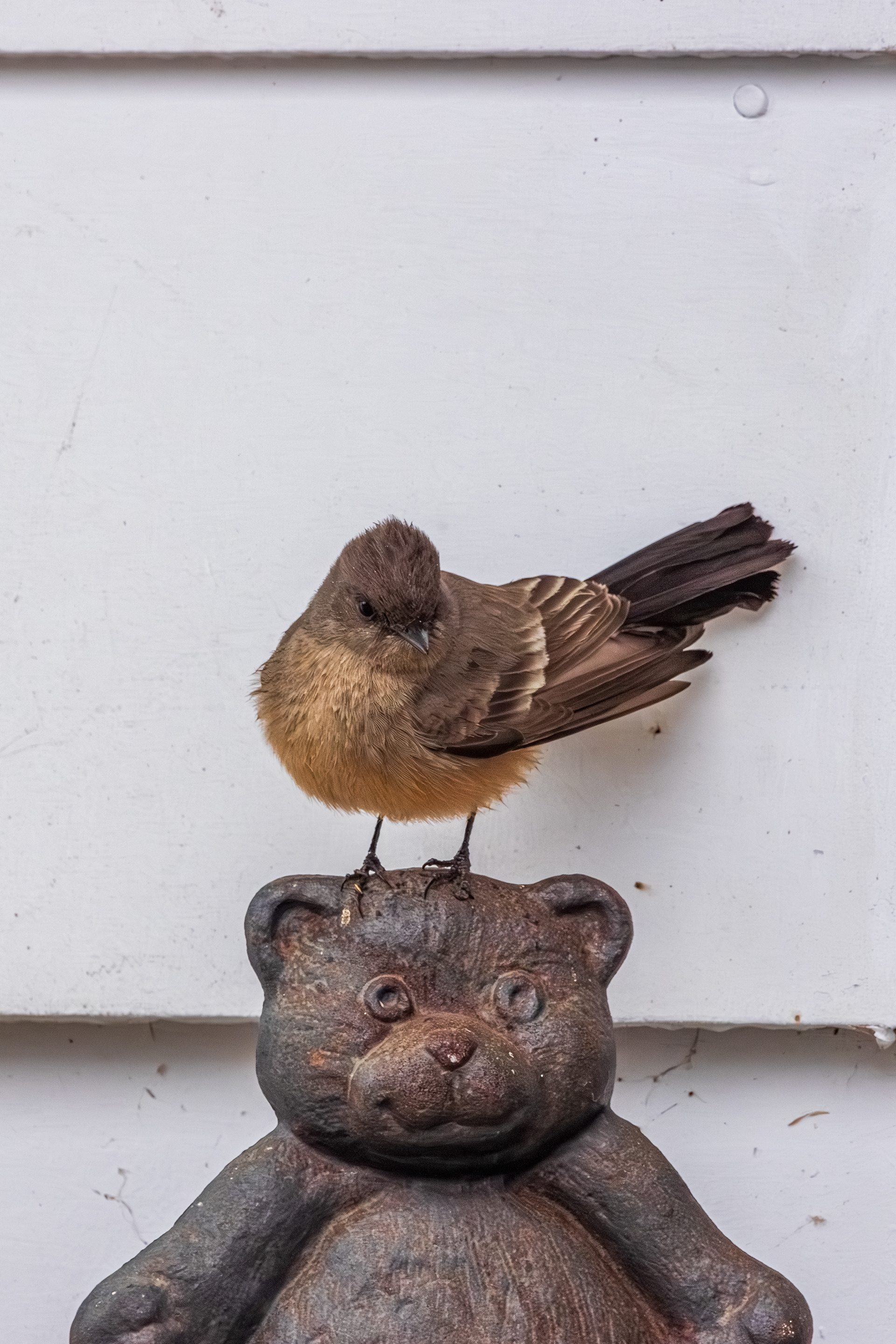 A Say's Phoebe atop a bear