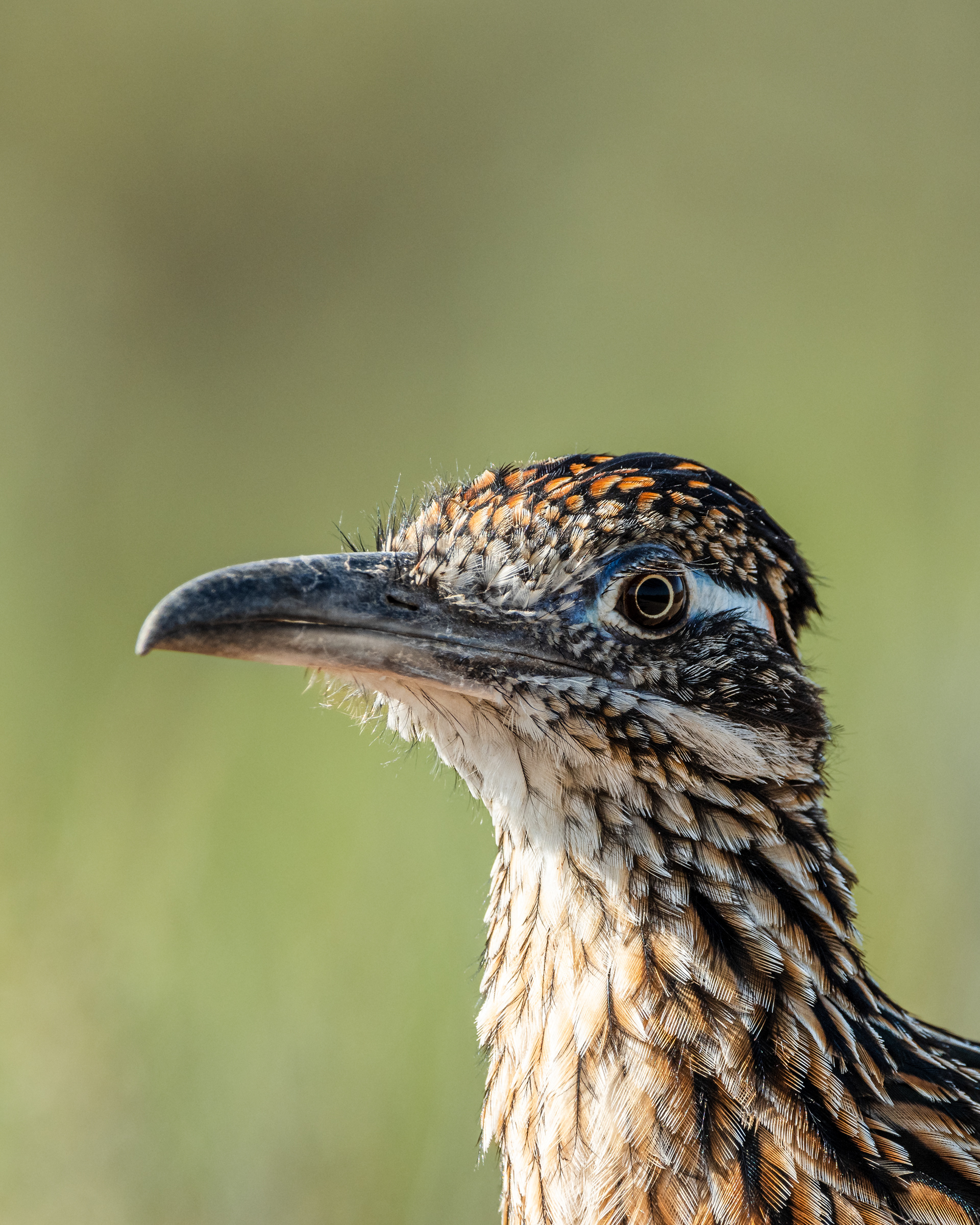 Greater Roadrunner