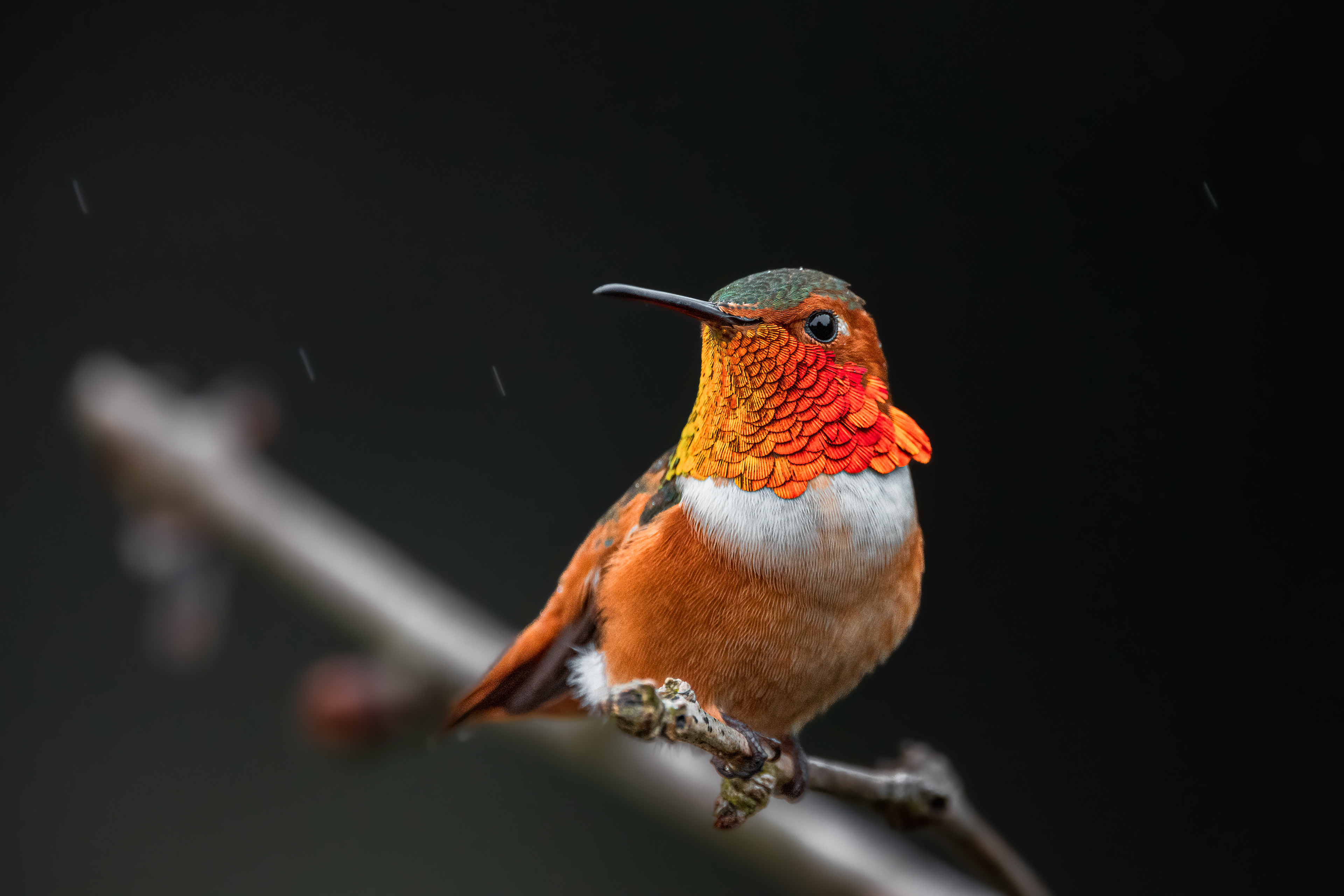 Allen's Hummingbird