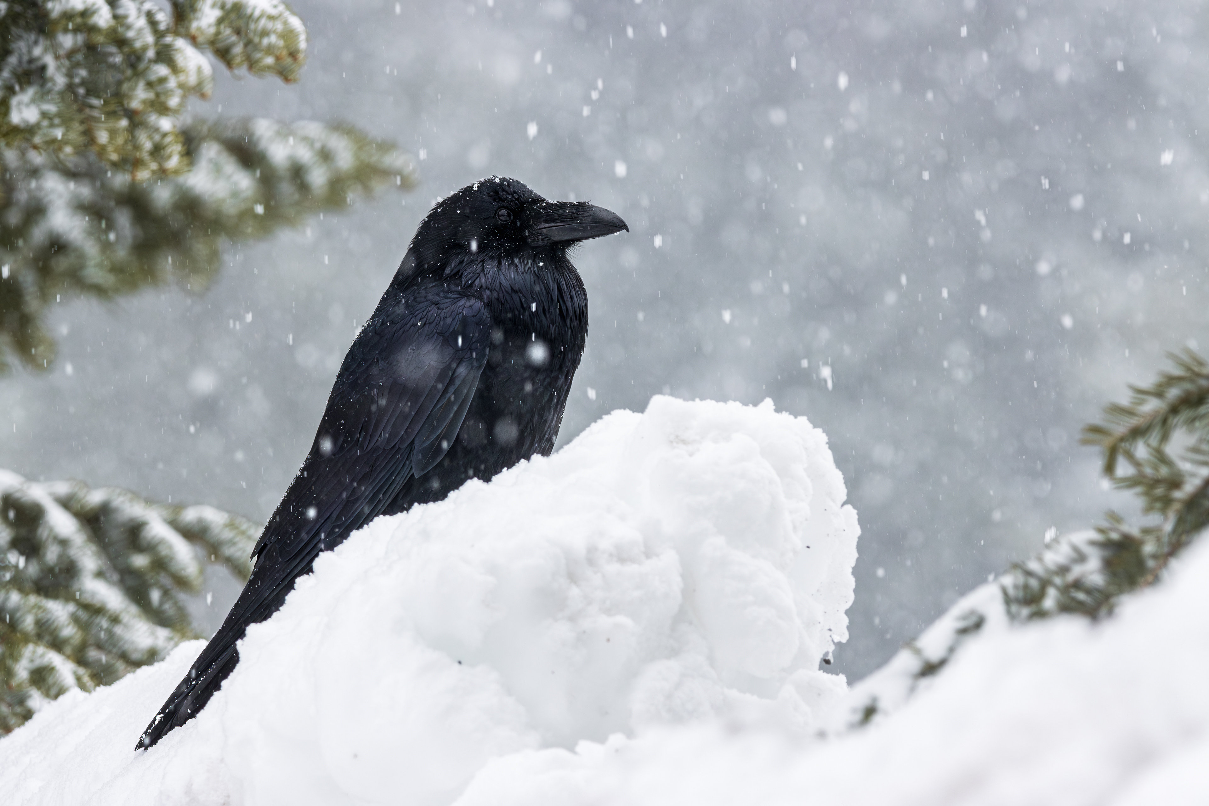 Common Raven in the snow