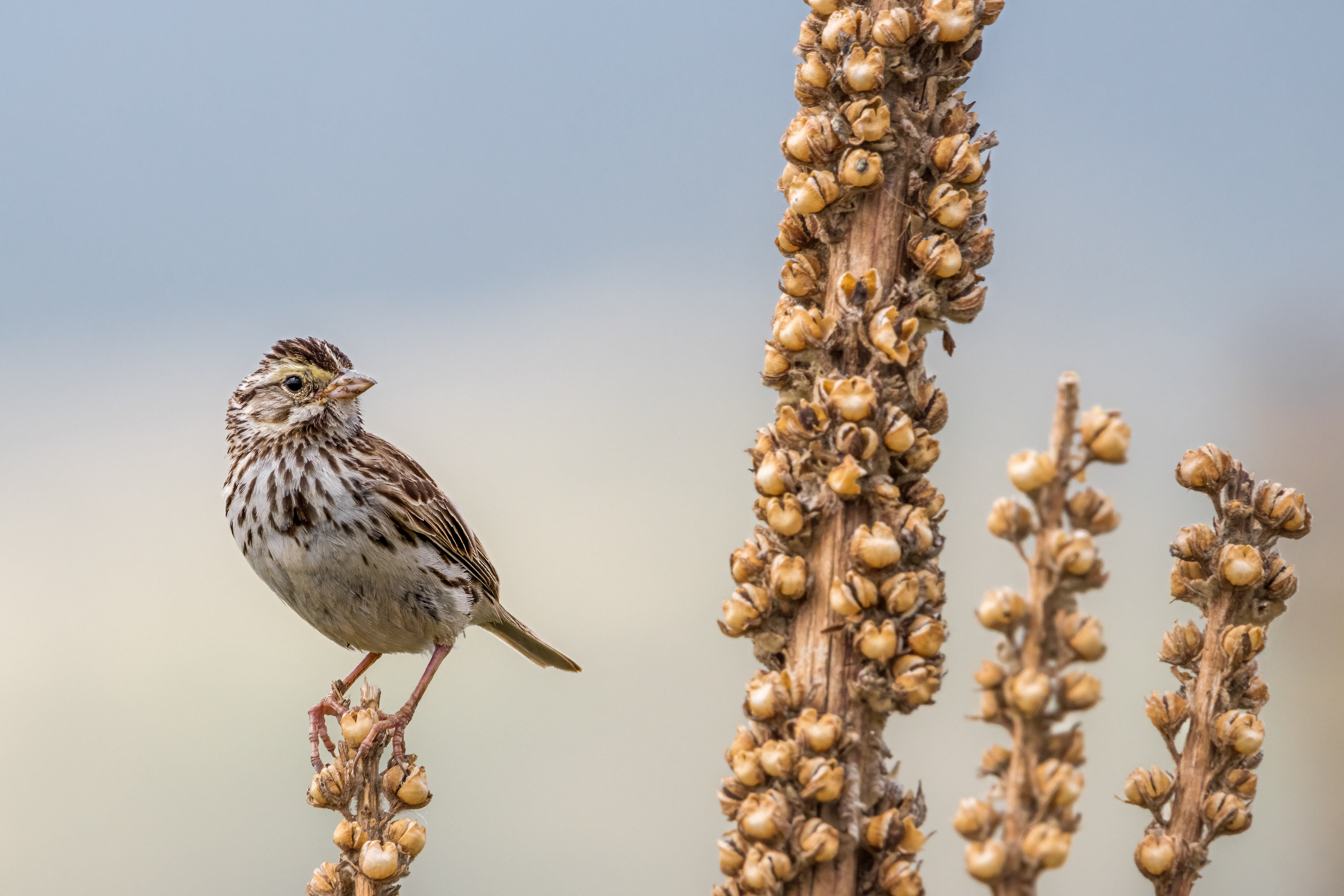 Savannah Sparrow