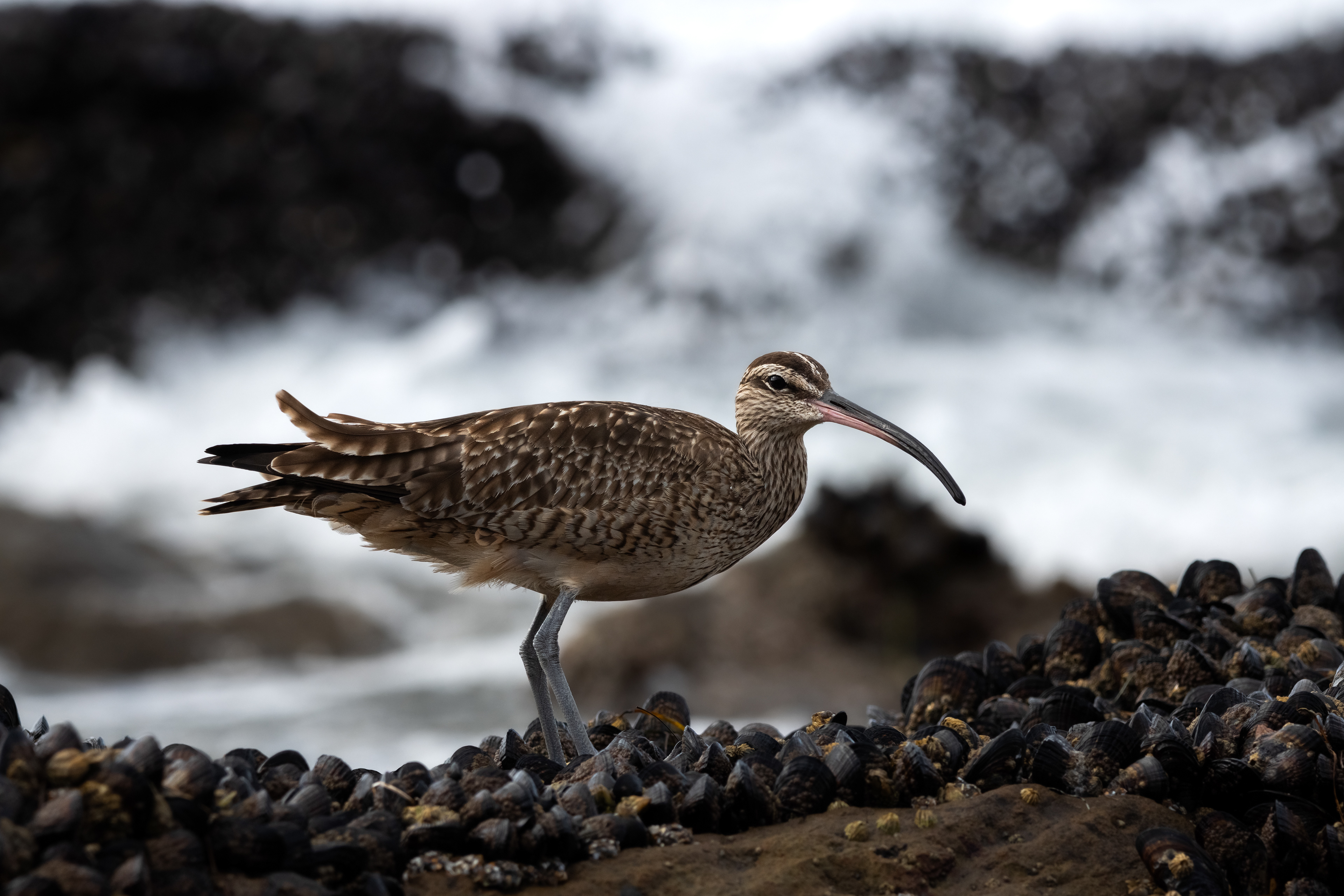 Whimbrel