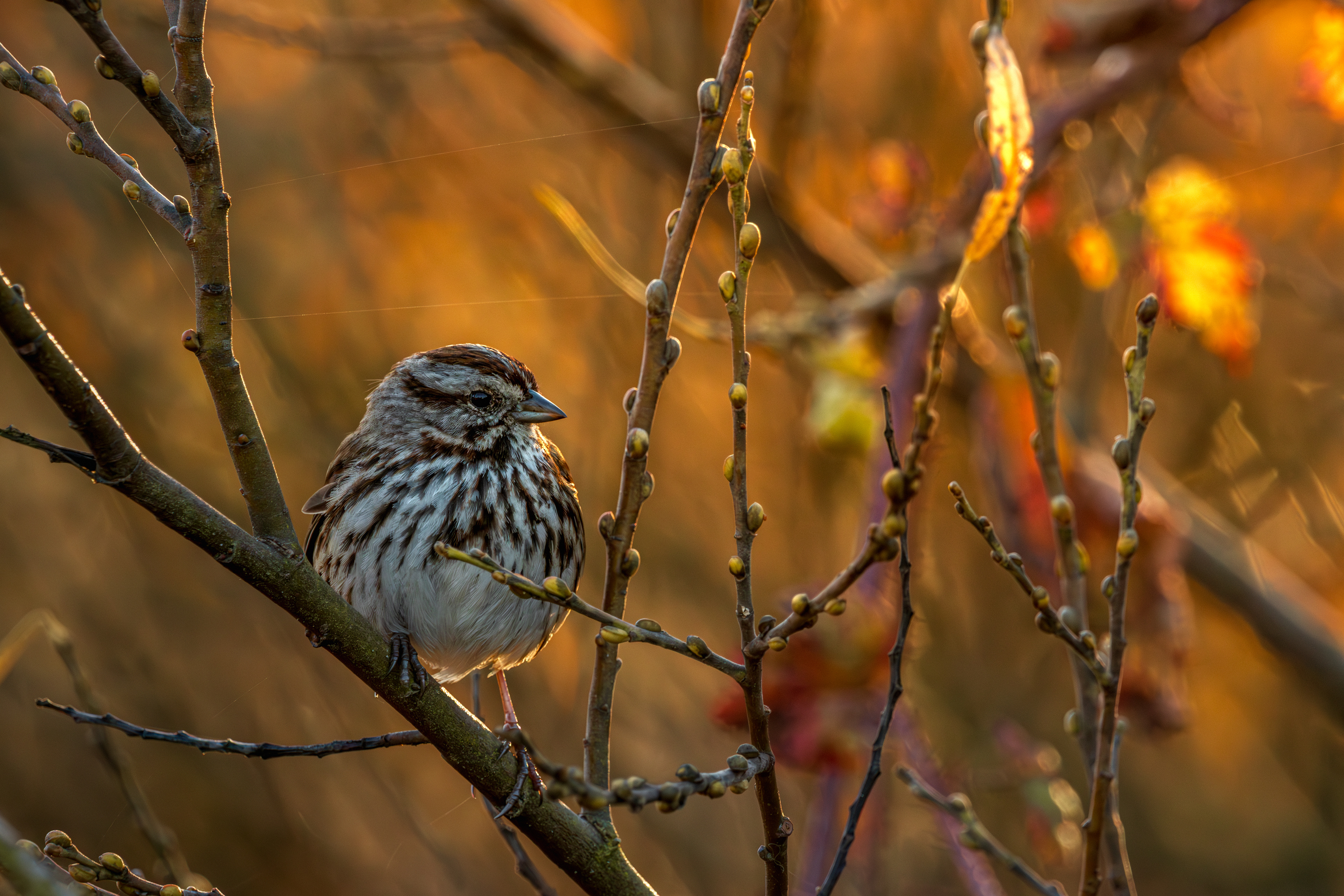 Song Sparrow at golden hour