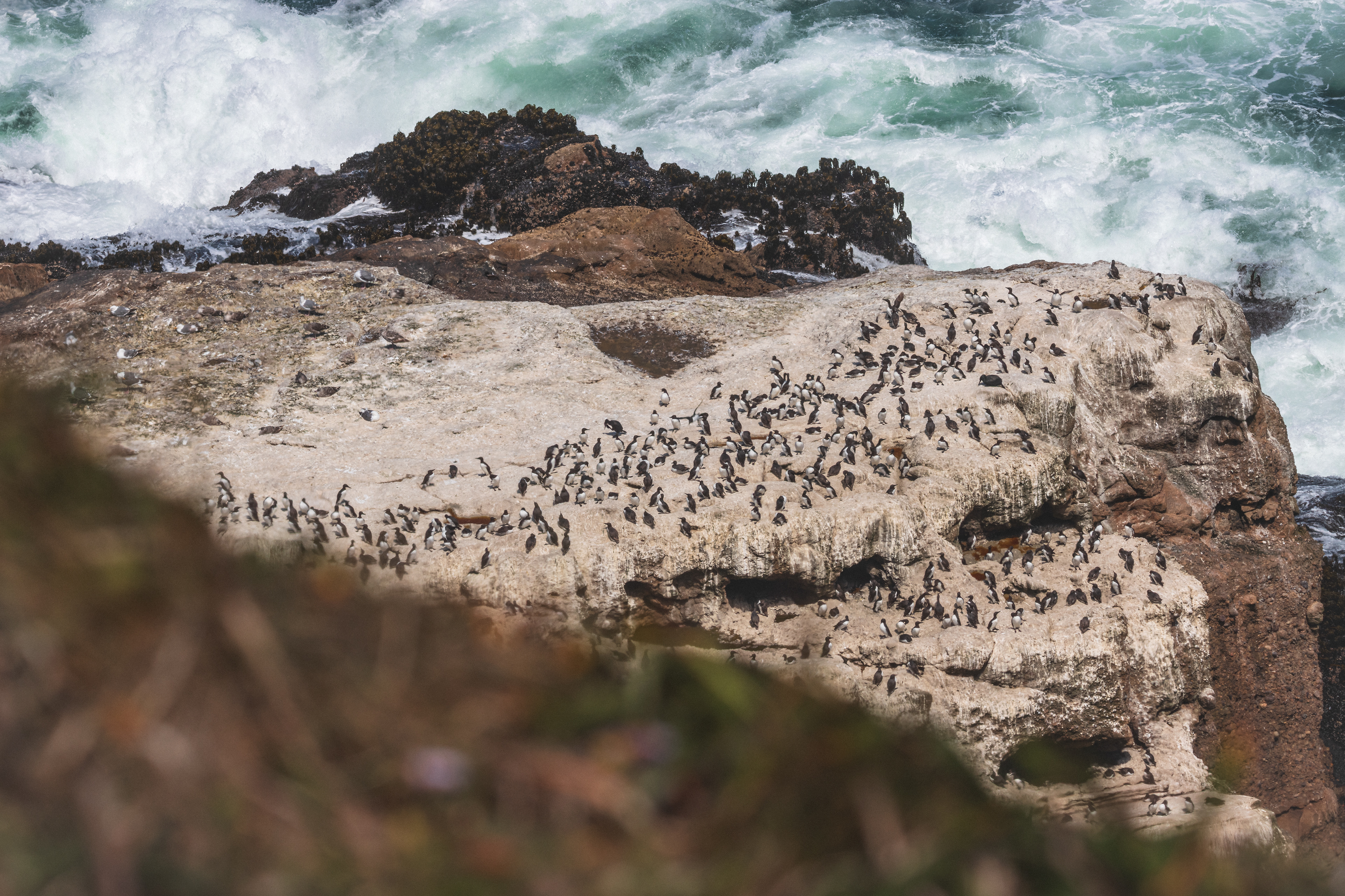 Common Murre Colony