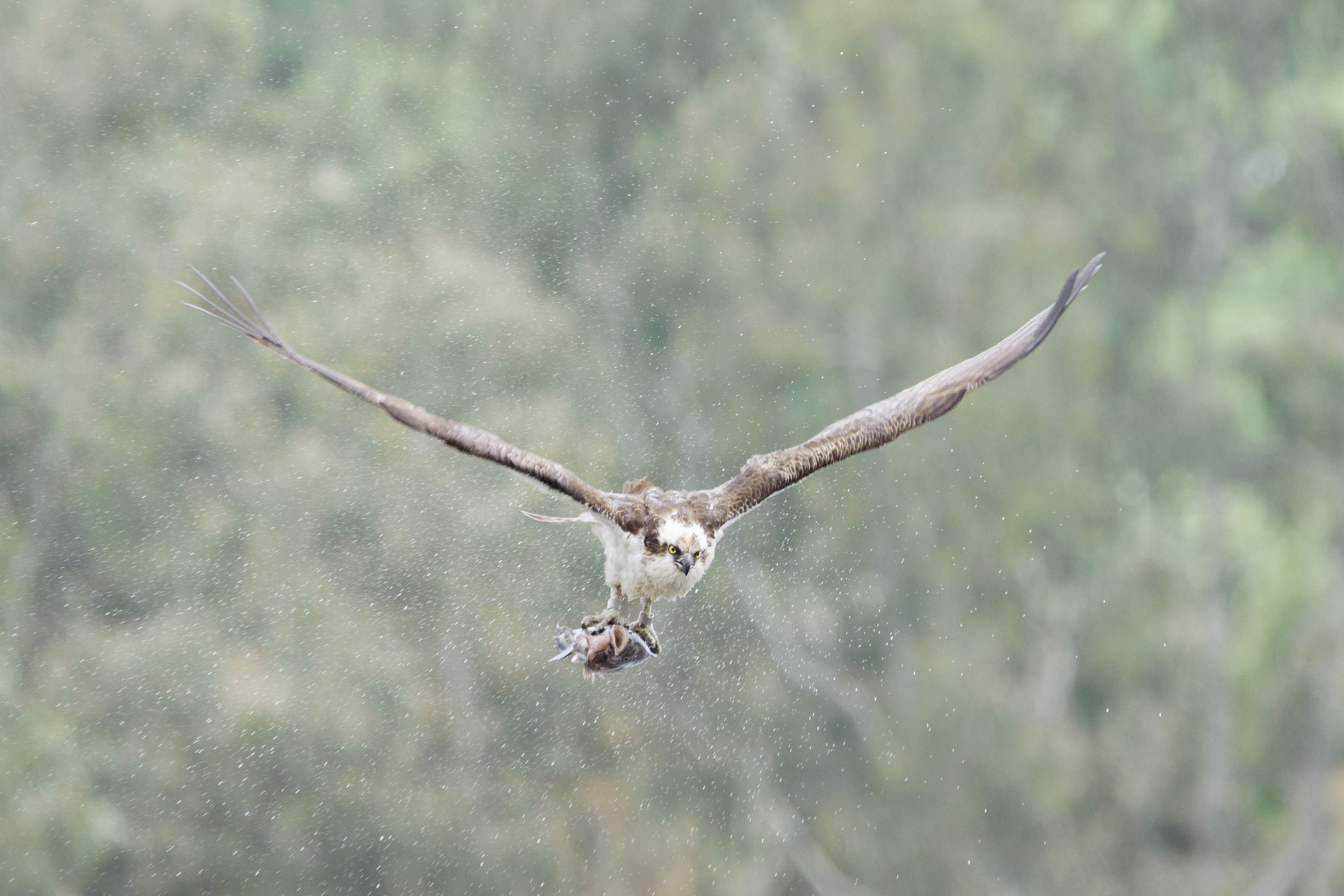 Osprey