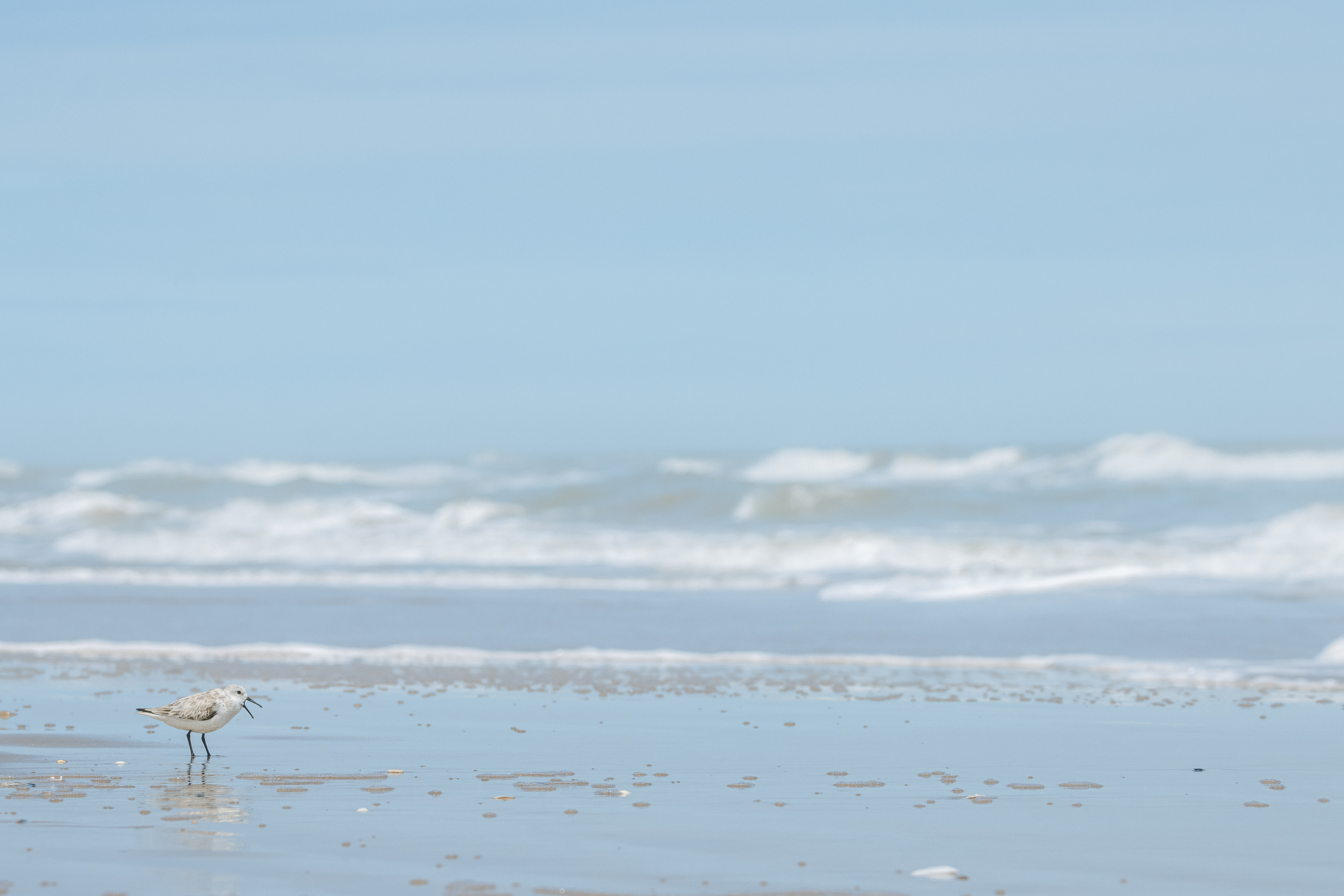 Sanderling