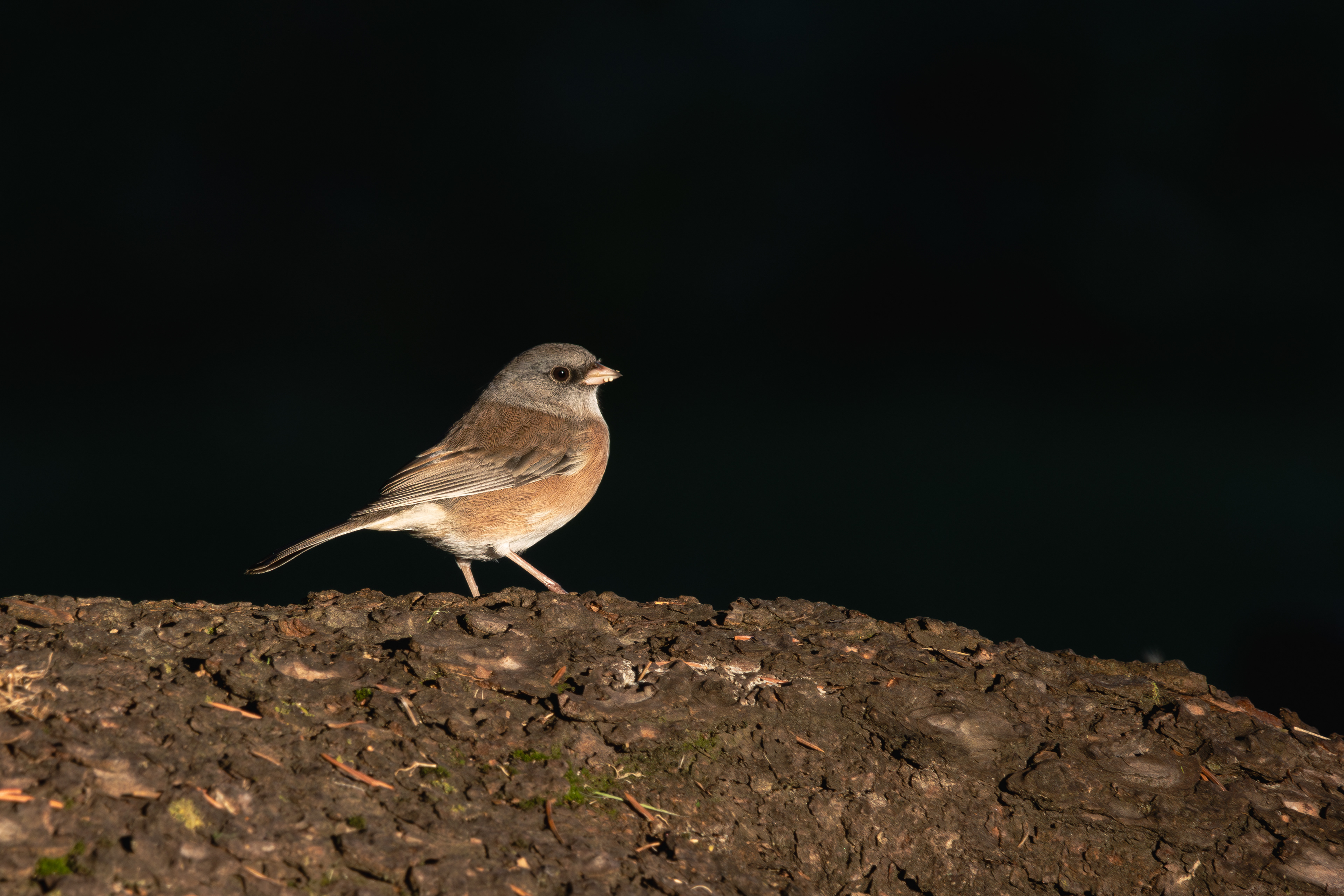 Dark-eyed Junco