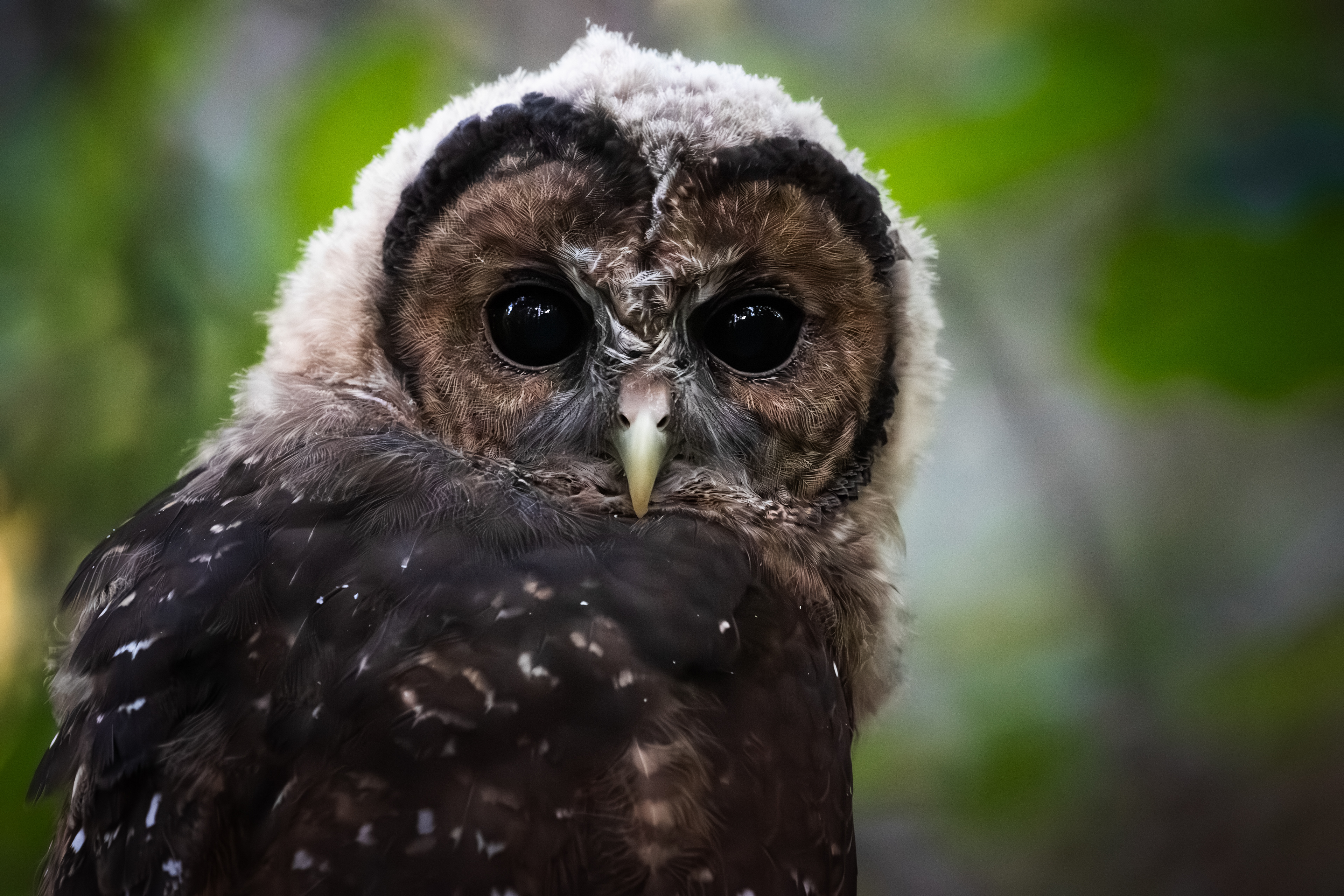 Spotted Owl