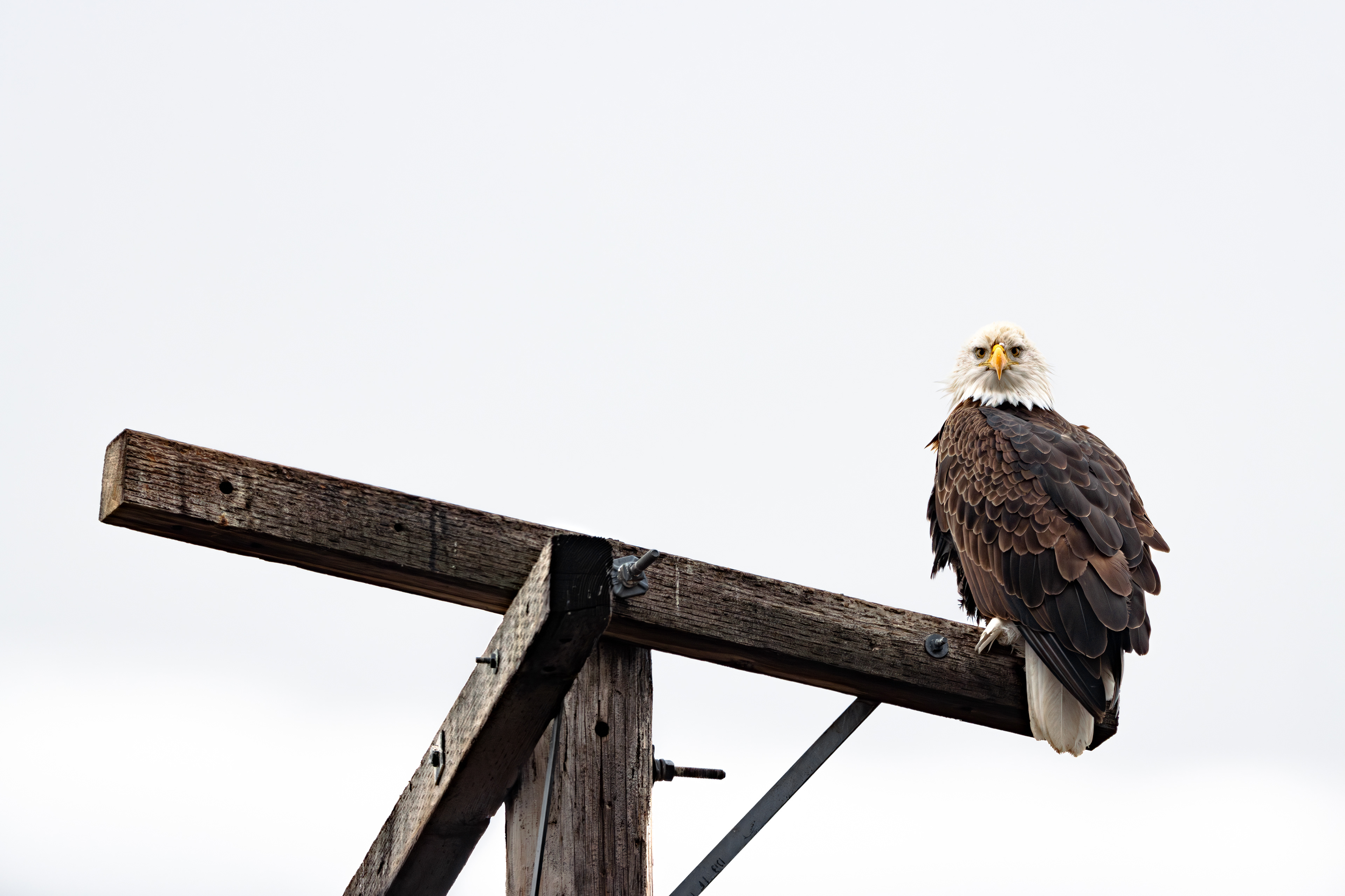 A Bald Eagle staring at me through the sun roof
