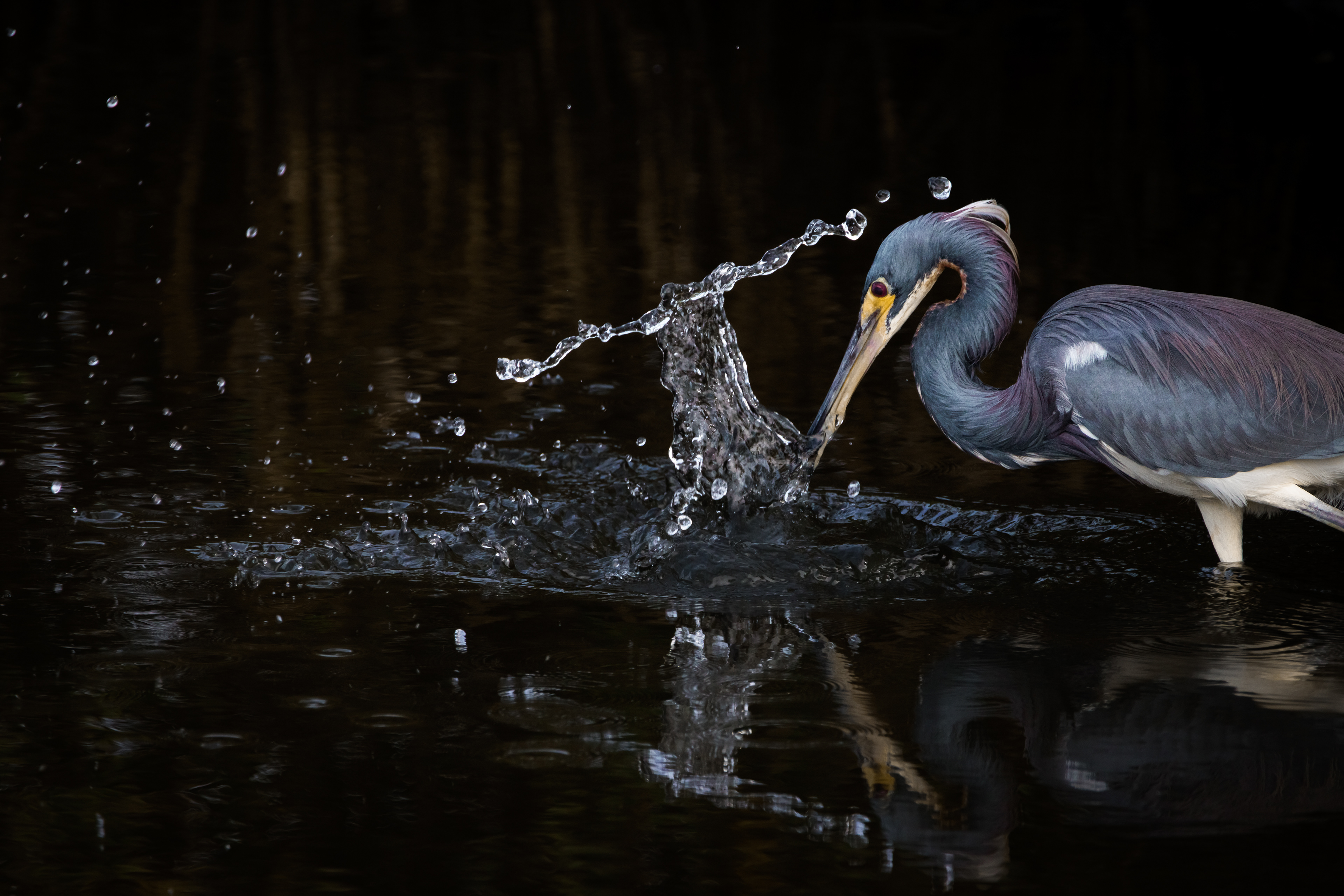Tricolored Heron