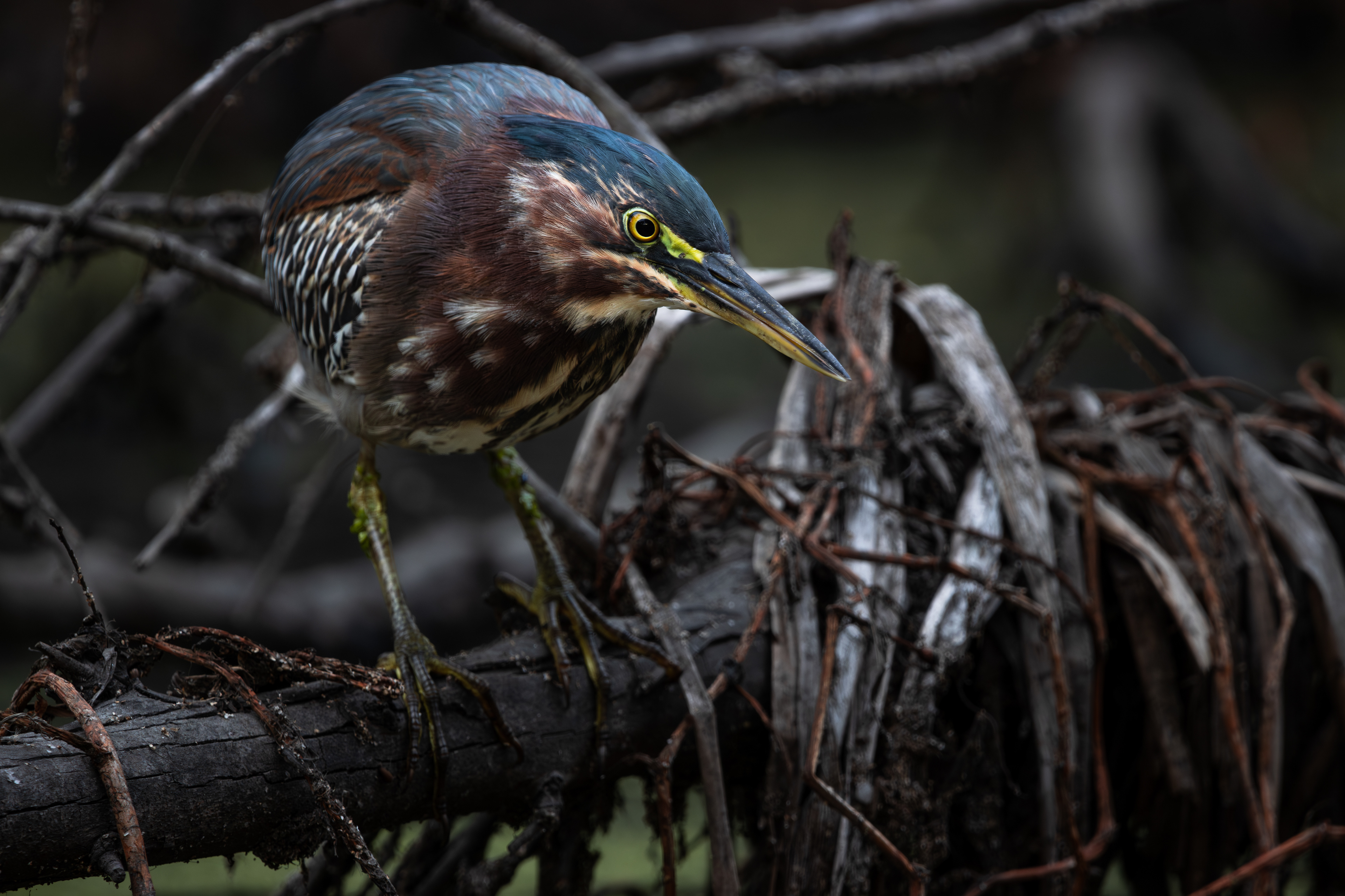 Green Heron