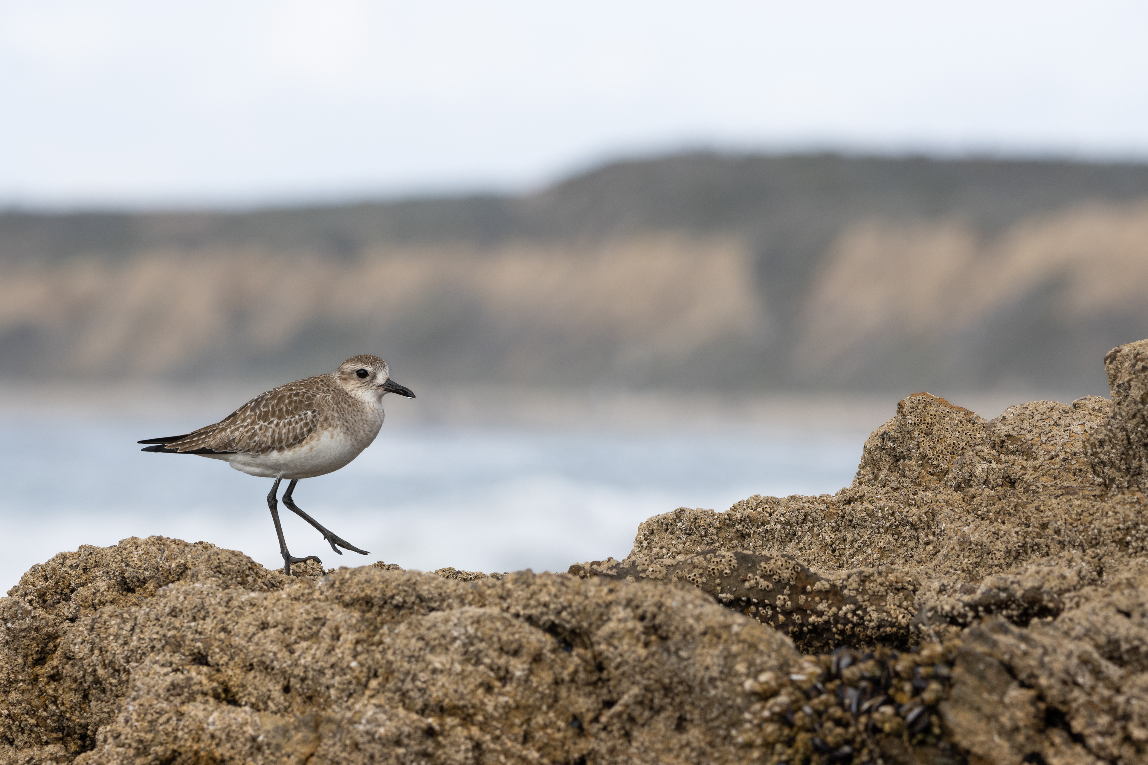 Black-bellied Plover